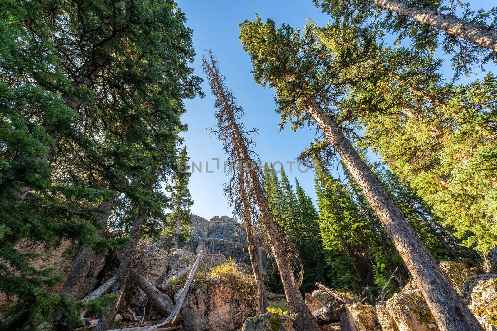Forest view at High Park Lookout in Wyoming