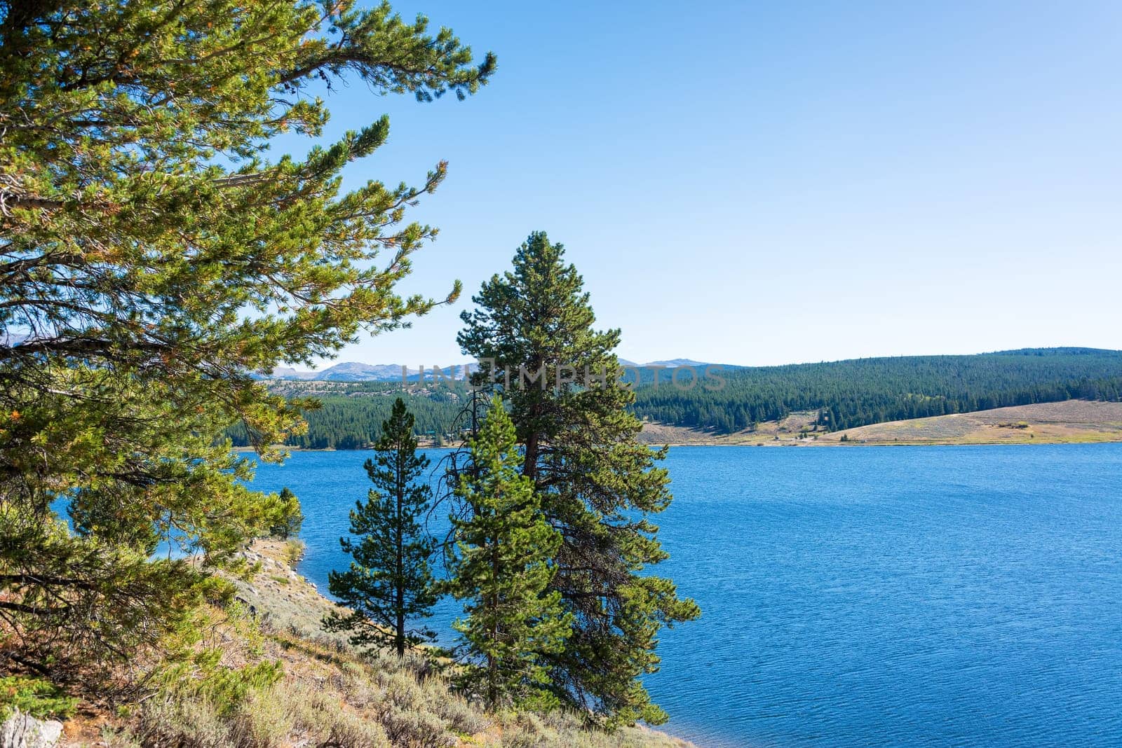View of Meadowlark Lake and pine trees in Bighorn National Forest in Wyoming