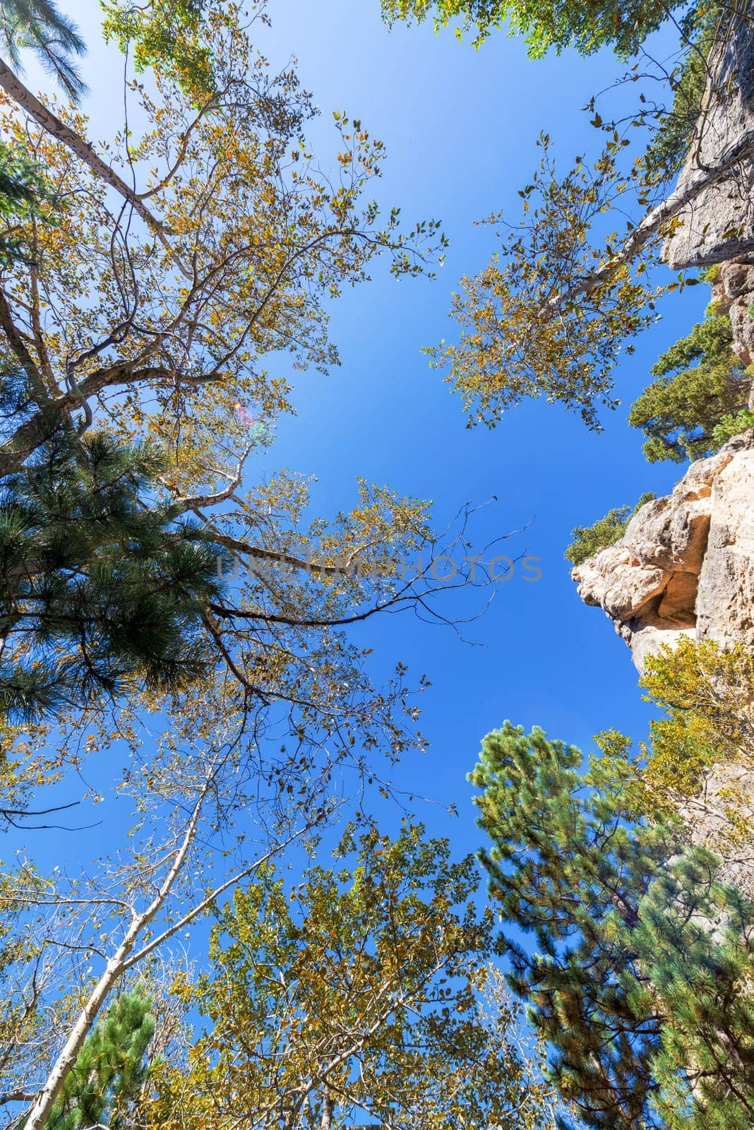 Looking straight up in South Piney Canyon near Story, Wyoming