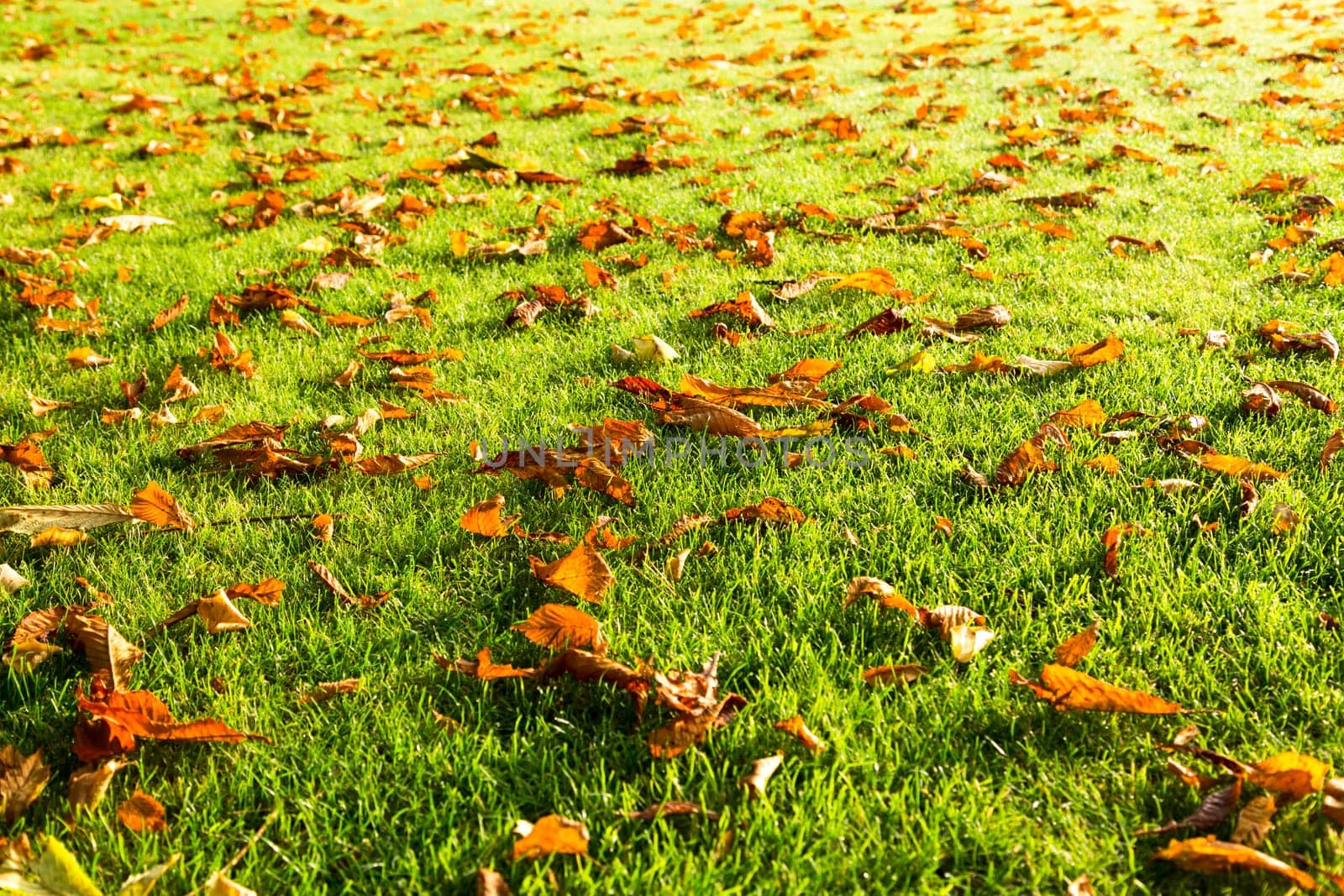 Dried leaves the ground during autumn in Ireland