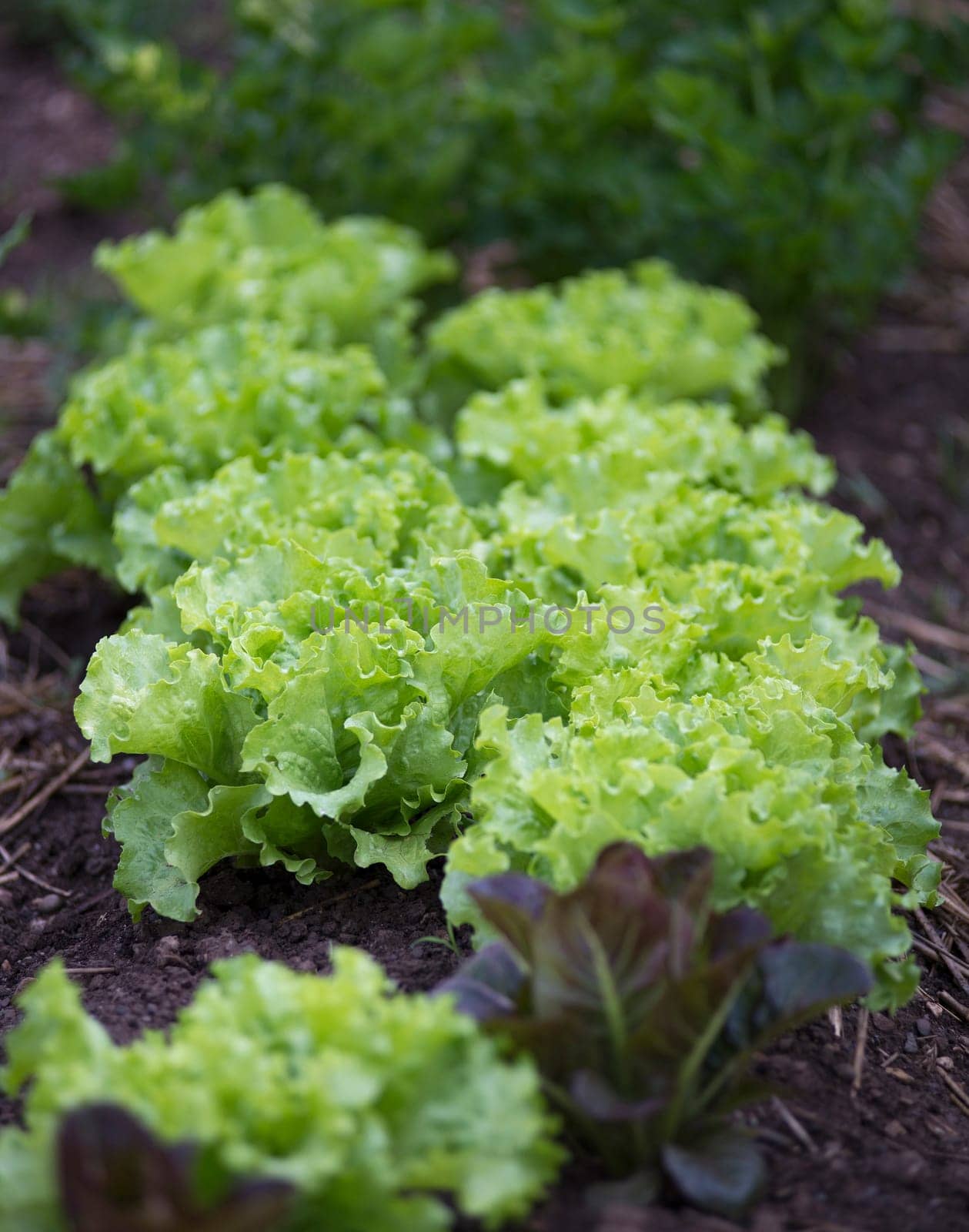 Rows of fresh lettuce leaves on a garden.