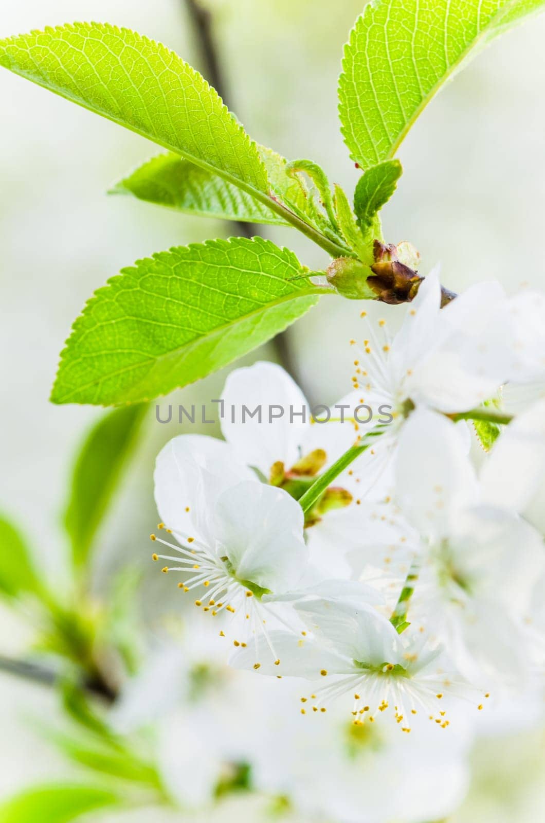 Blossoming branch of a cherry, close up. Note
