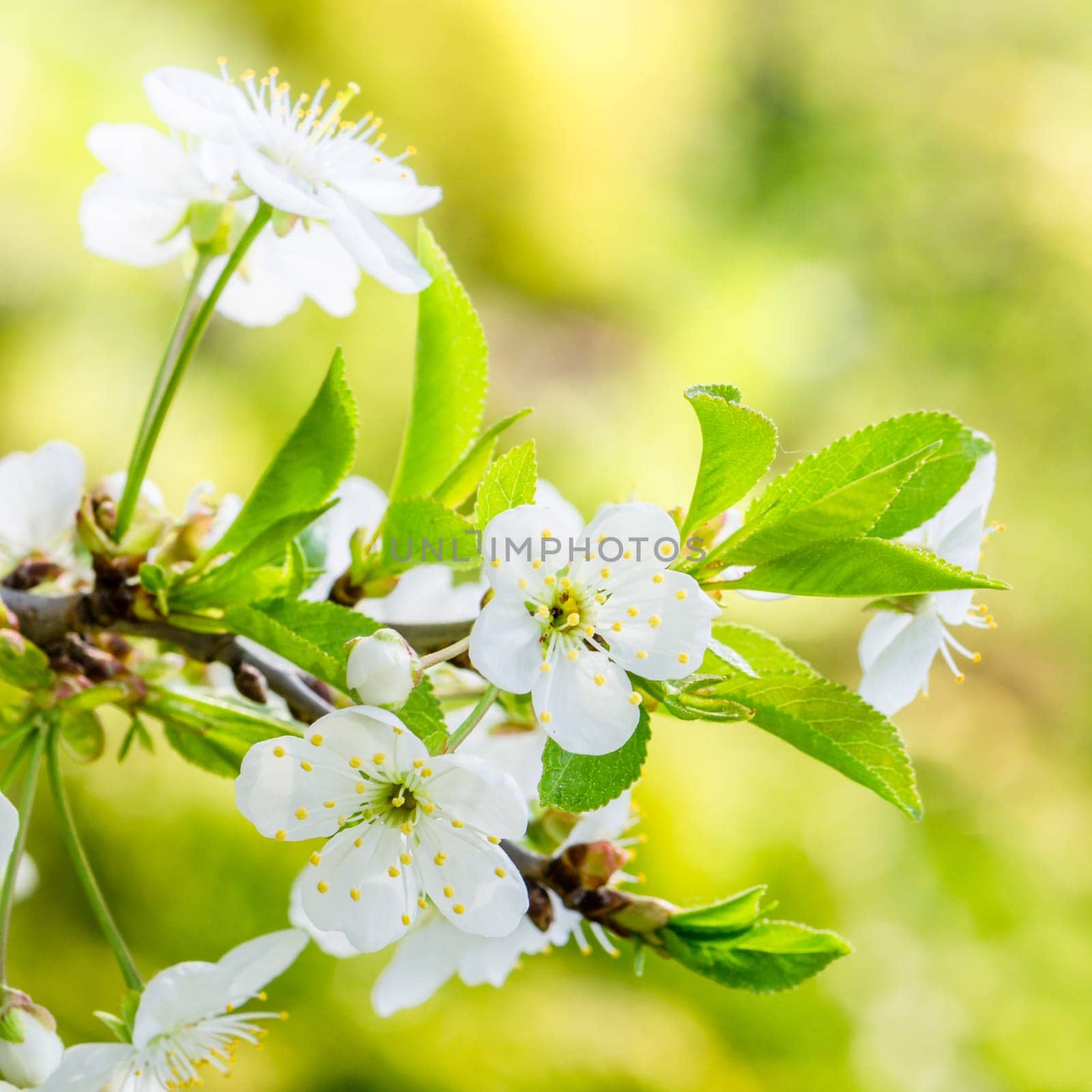 Blossoming branch of a cherry, close up. Note