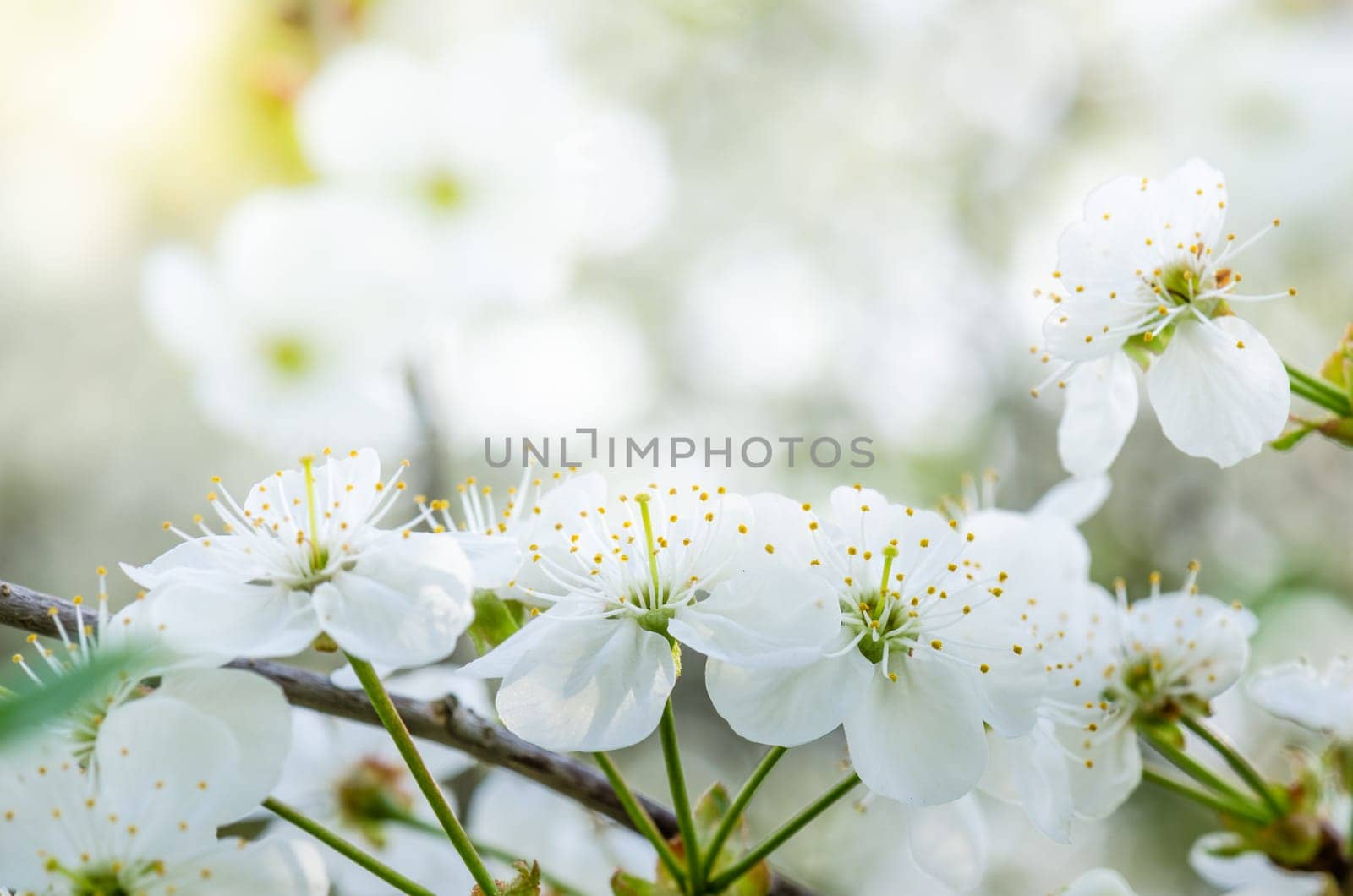 Blossoming branch of a cherry, close up. Note