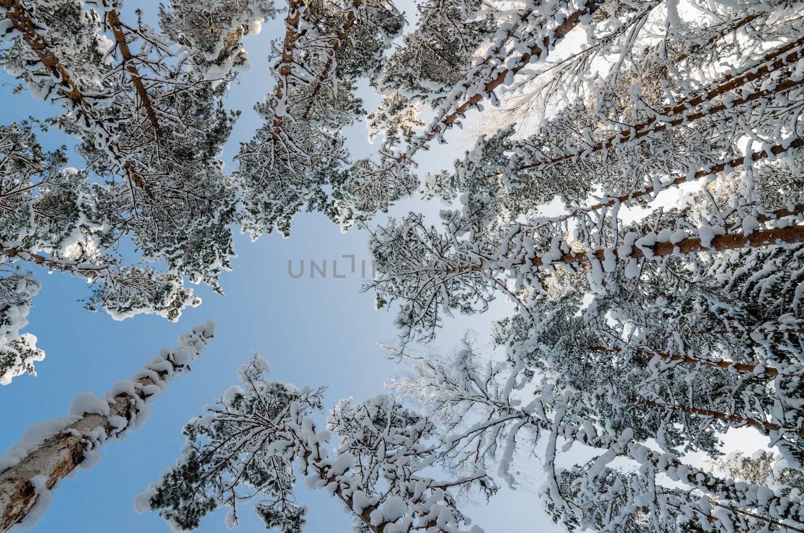 The tops of trees covered with hoarfrost against the blue sky