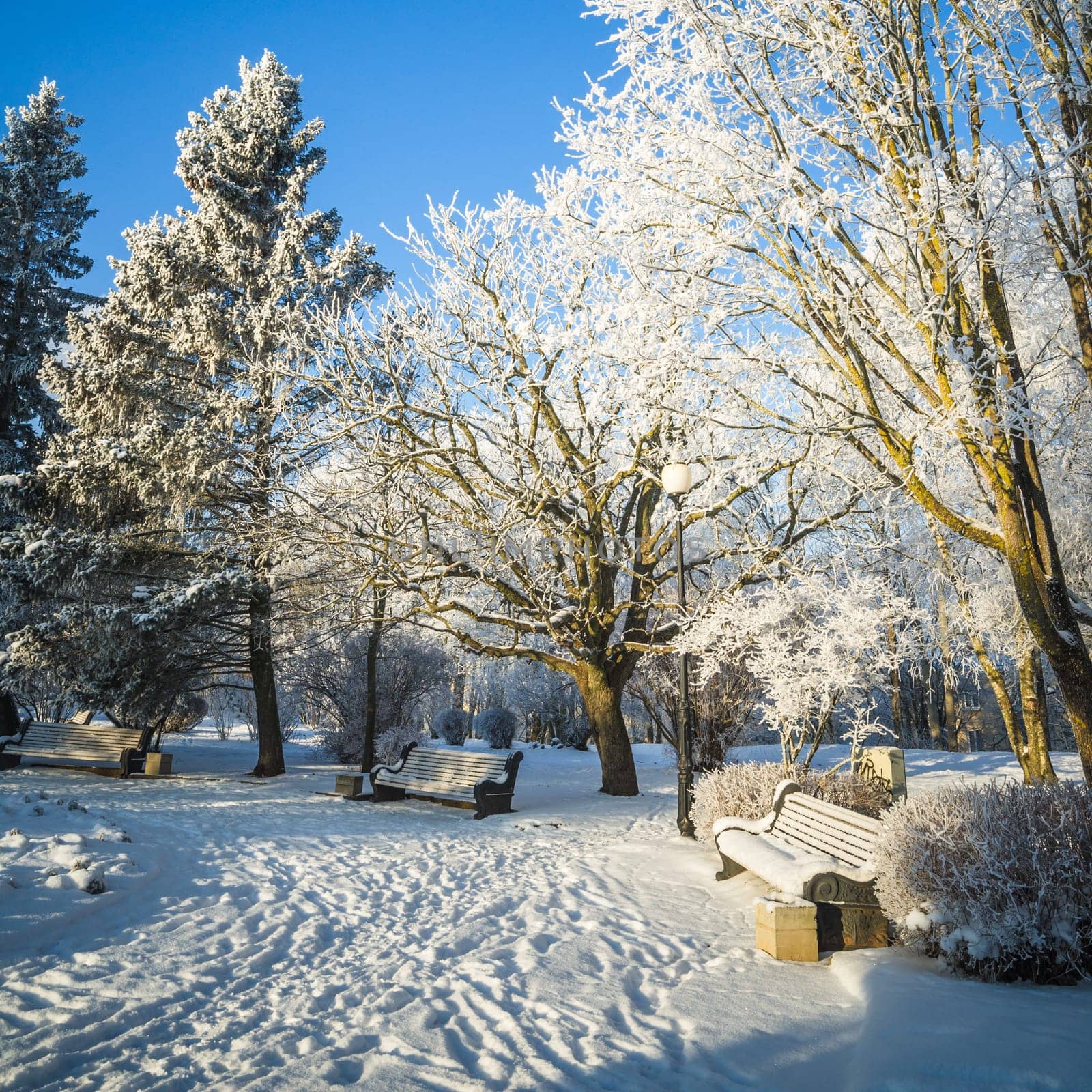 A beautiful city park with trees covered with hoarfrost
