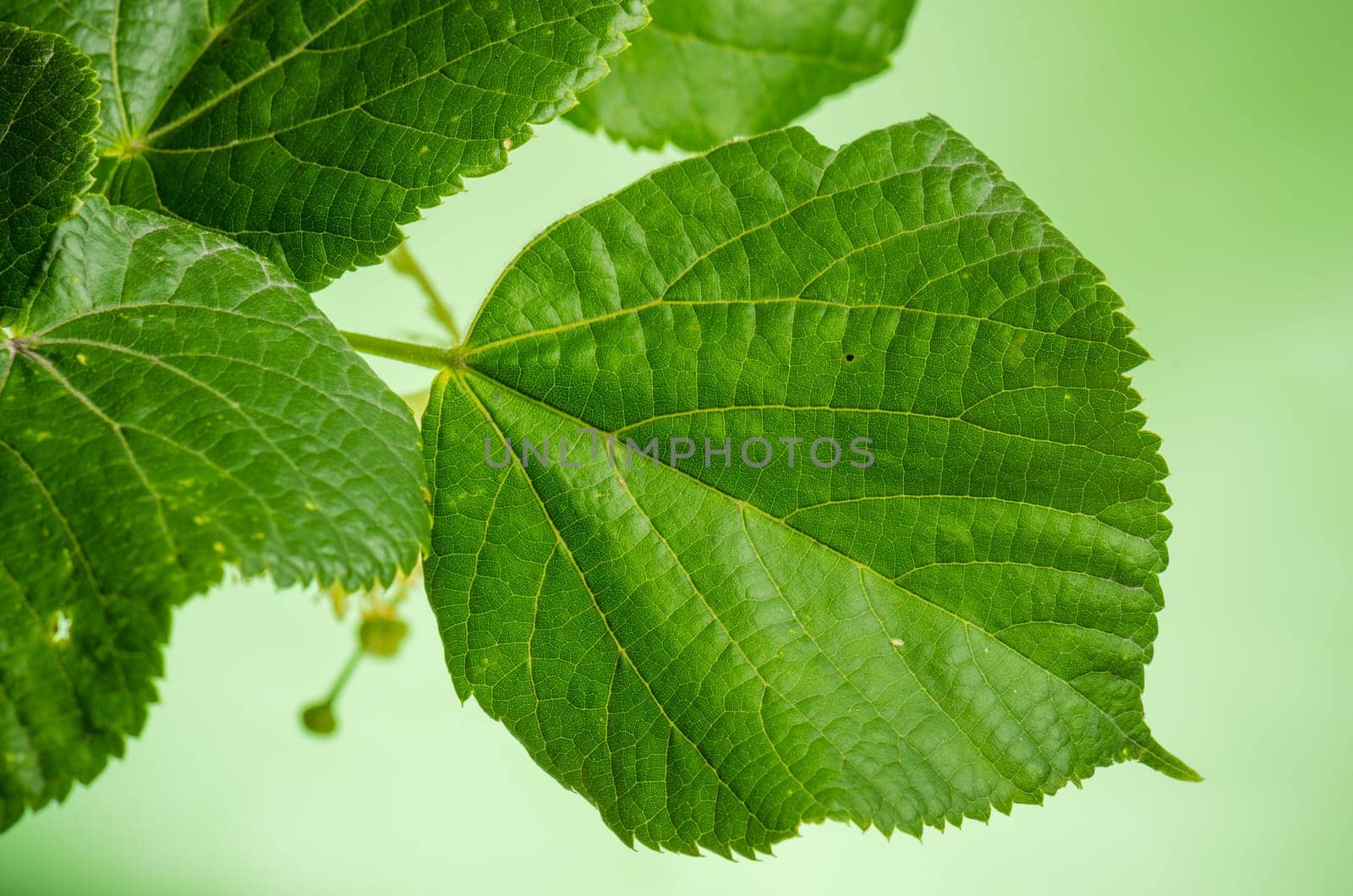 Linden leaves, close-up