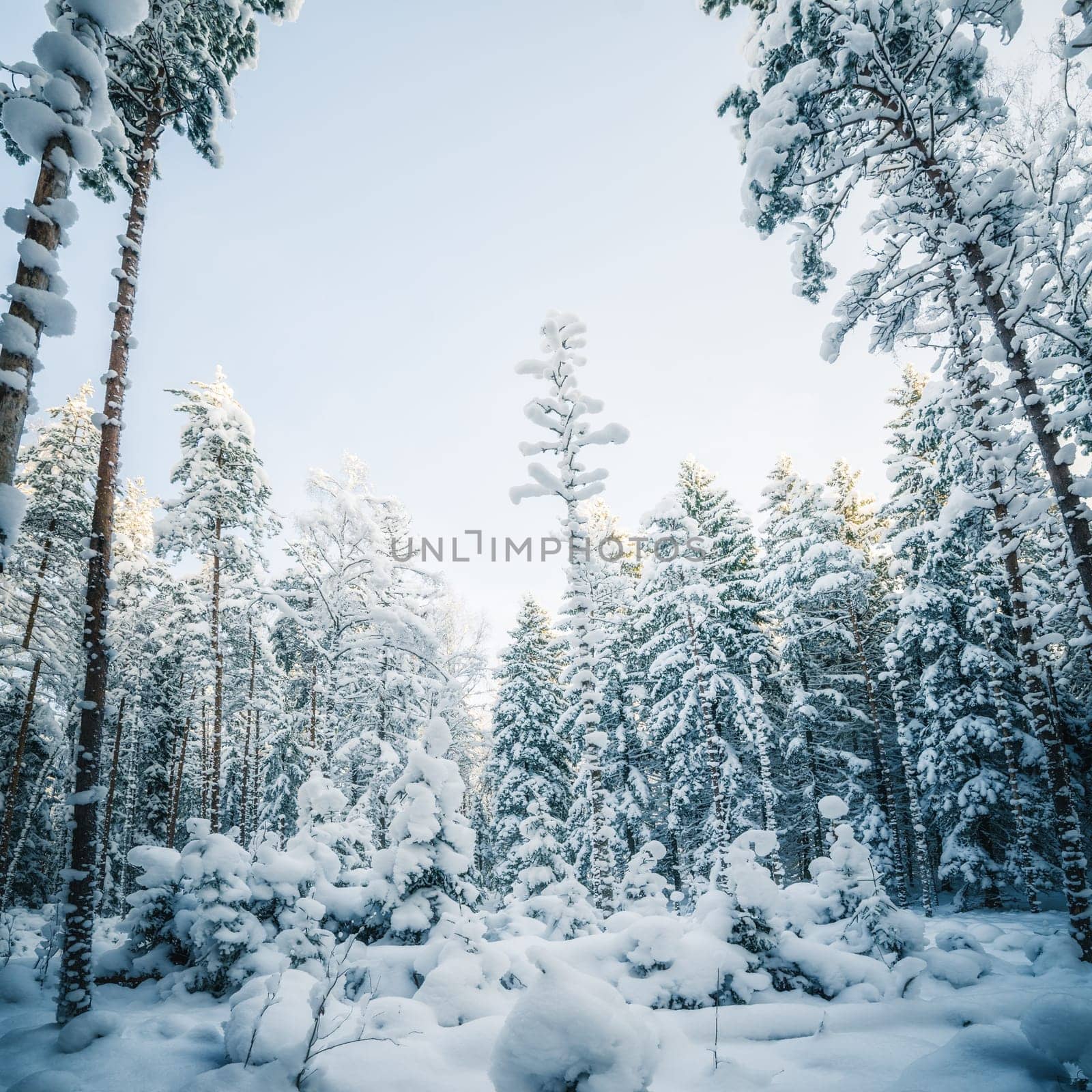 Winter snow covered trees. Viitna, Estonia.