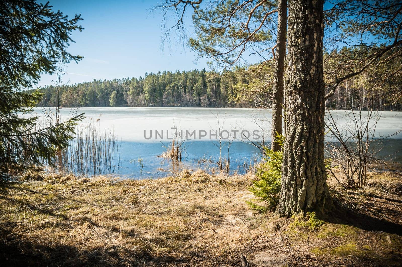 Spring landscape at wood lake