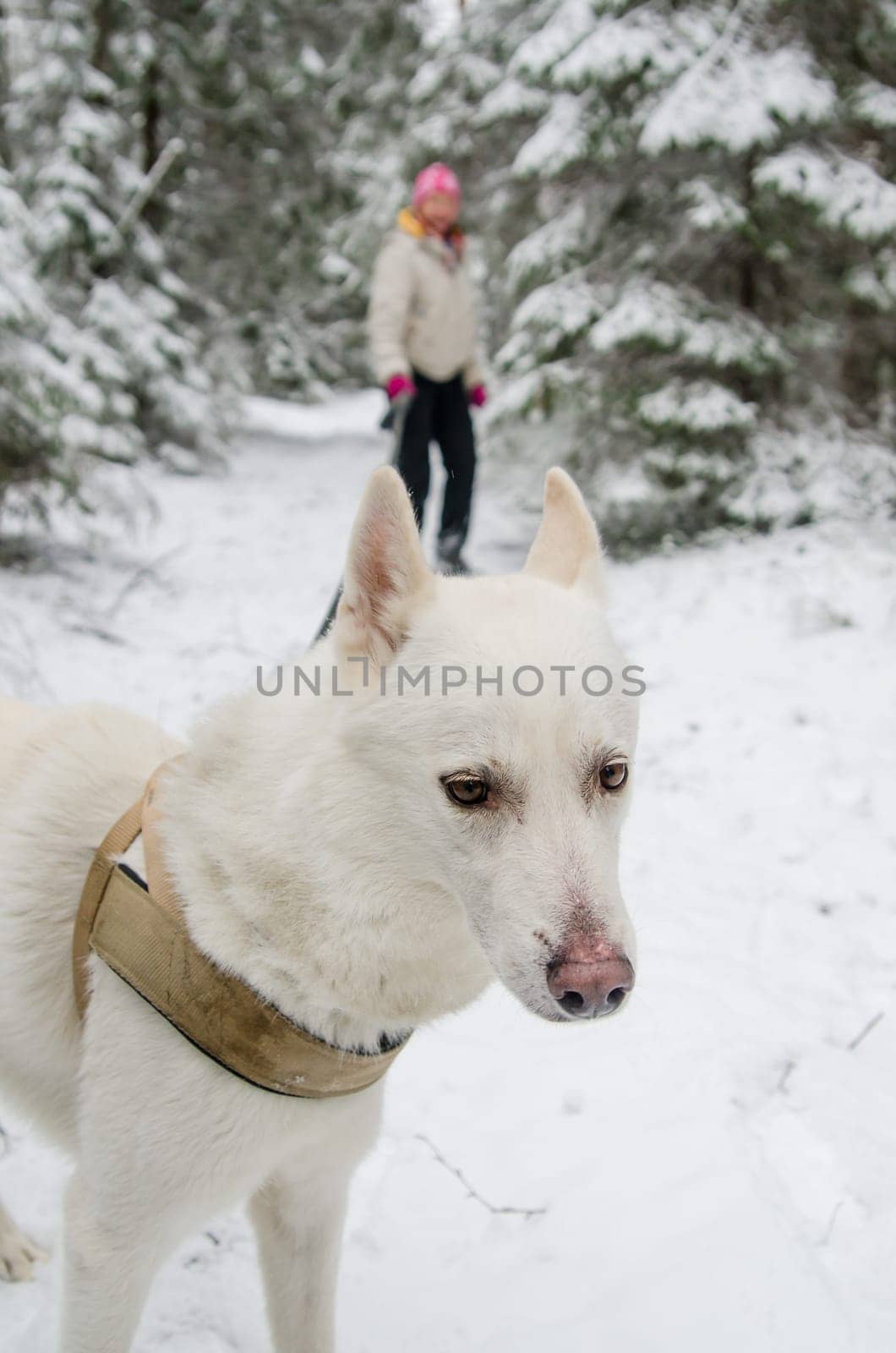 The woman with a dog on walk in a winter wood