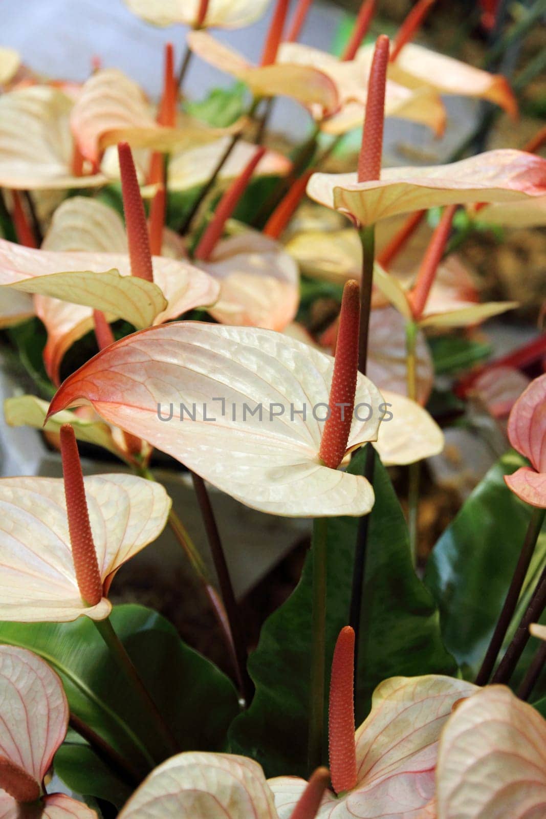 Beautiful flamingo Lily (Spadix) in the garden