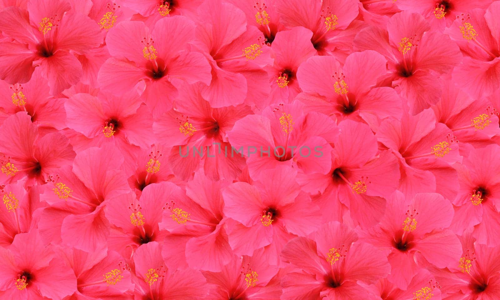 Tropical hibiscus flowers pattern