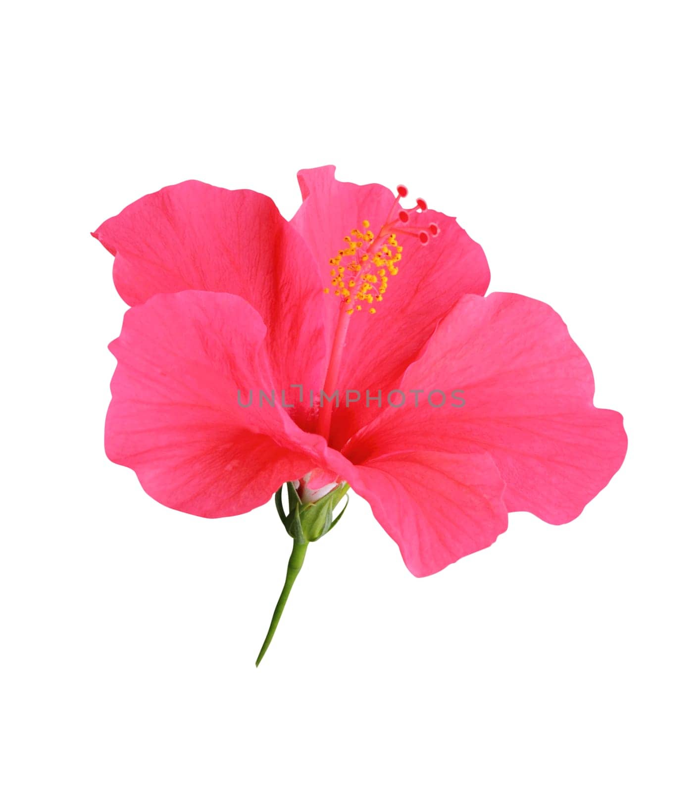 Hibiscus flowers isolated on white background