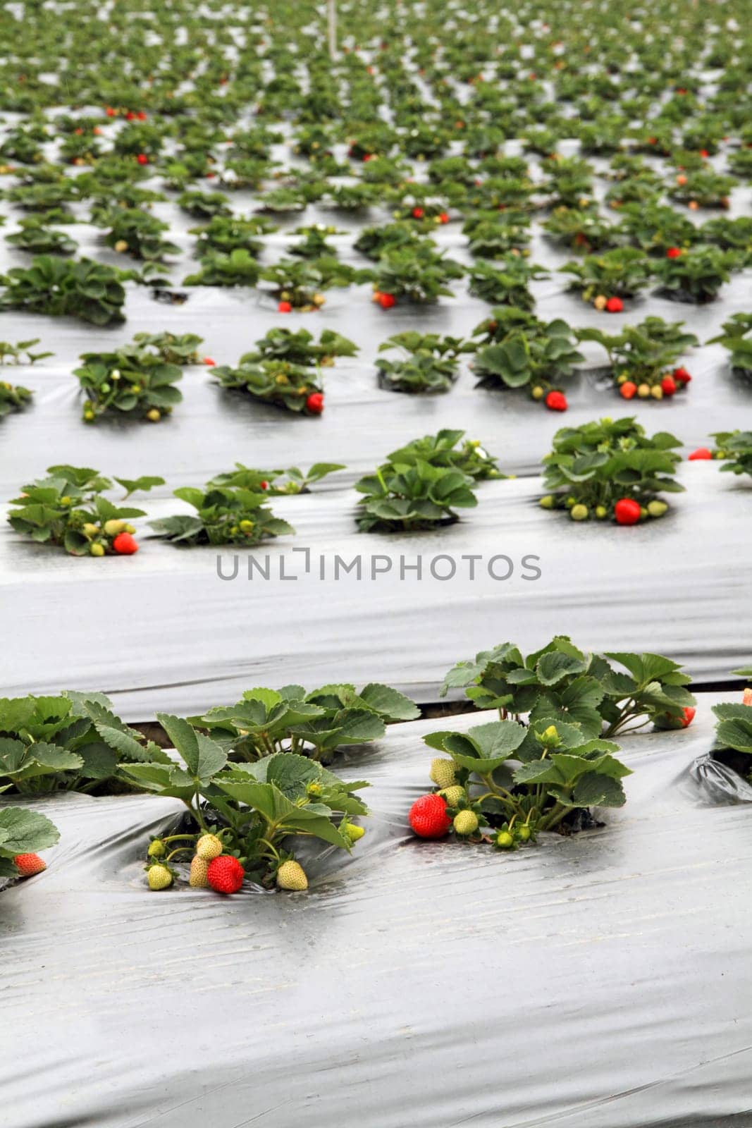 Organic strawberry farm