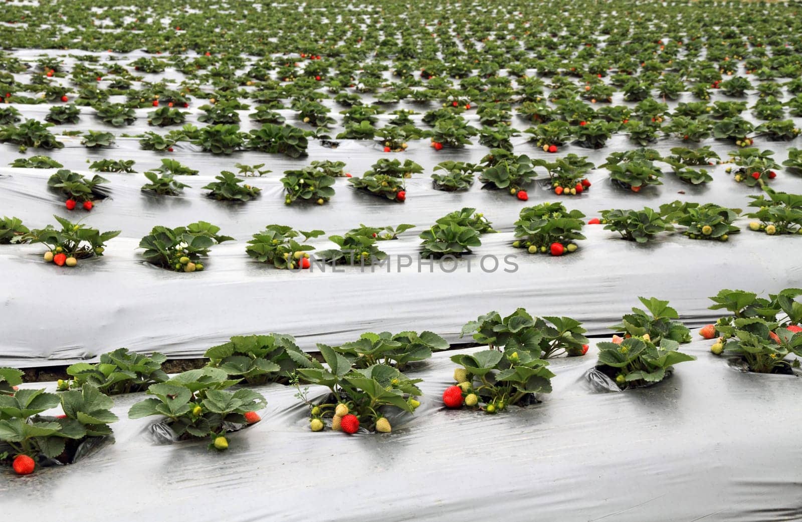 Organic strawberry farm