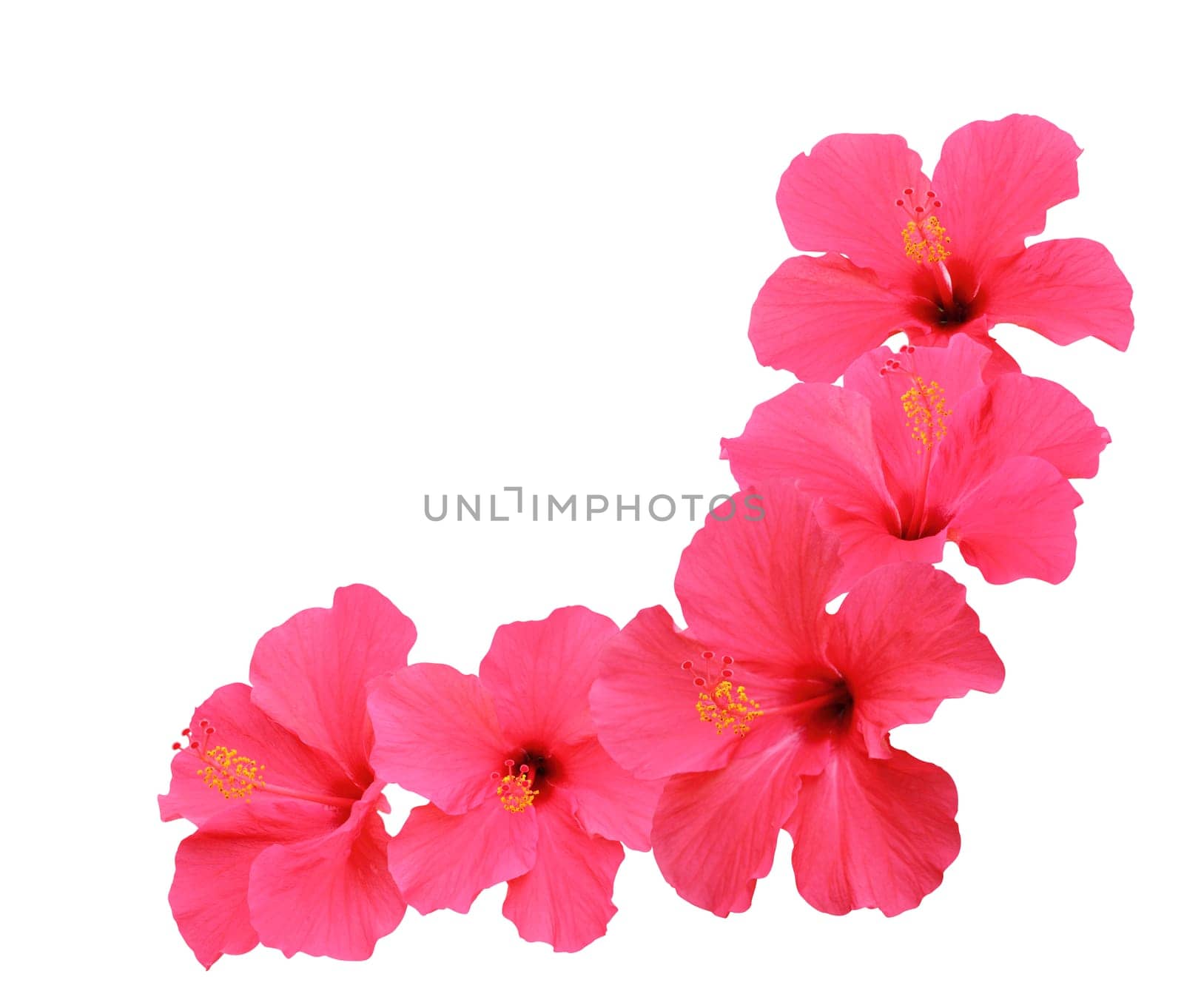 Hibiscus flower border isolated on white background
