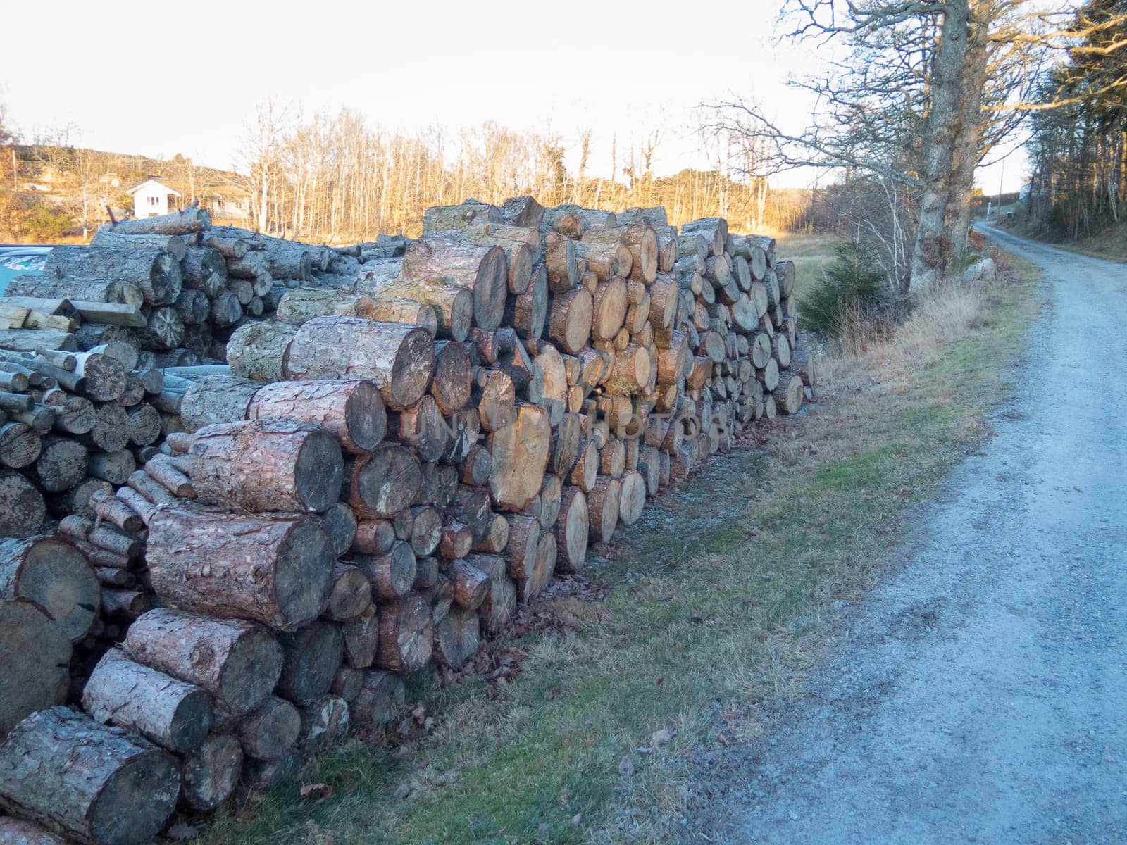 some stock from the tree that will be firewood to heat the house