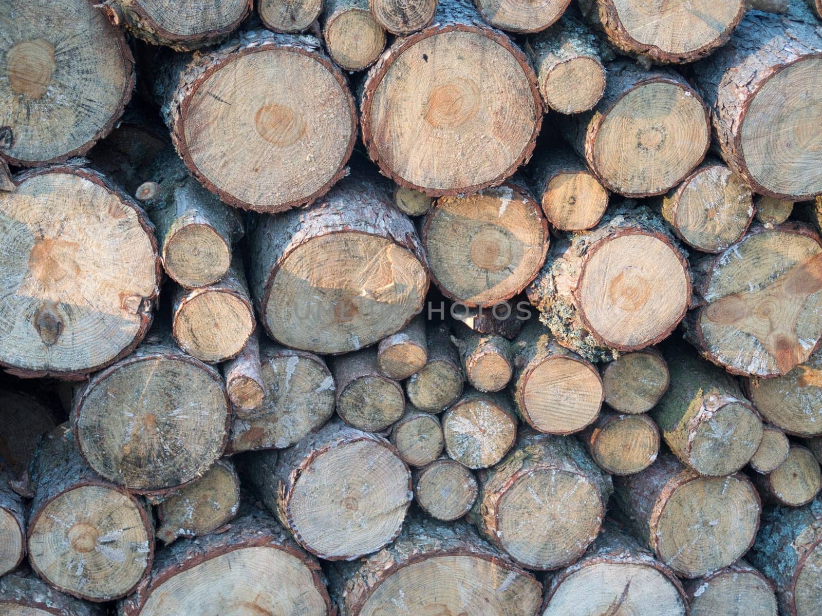some stock from the tree that will be firewood to heat the house