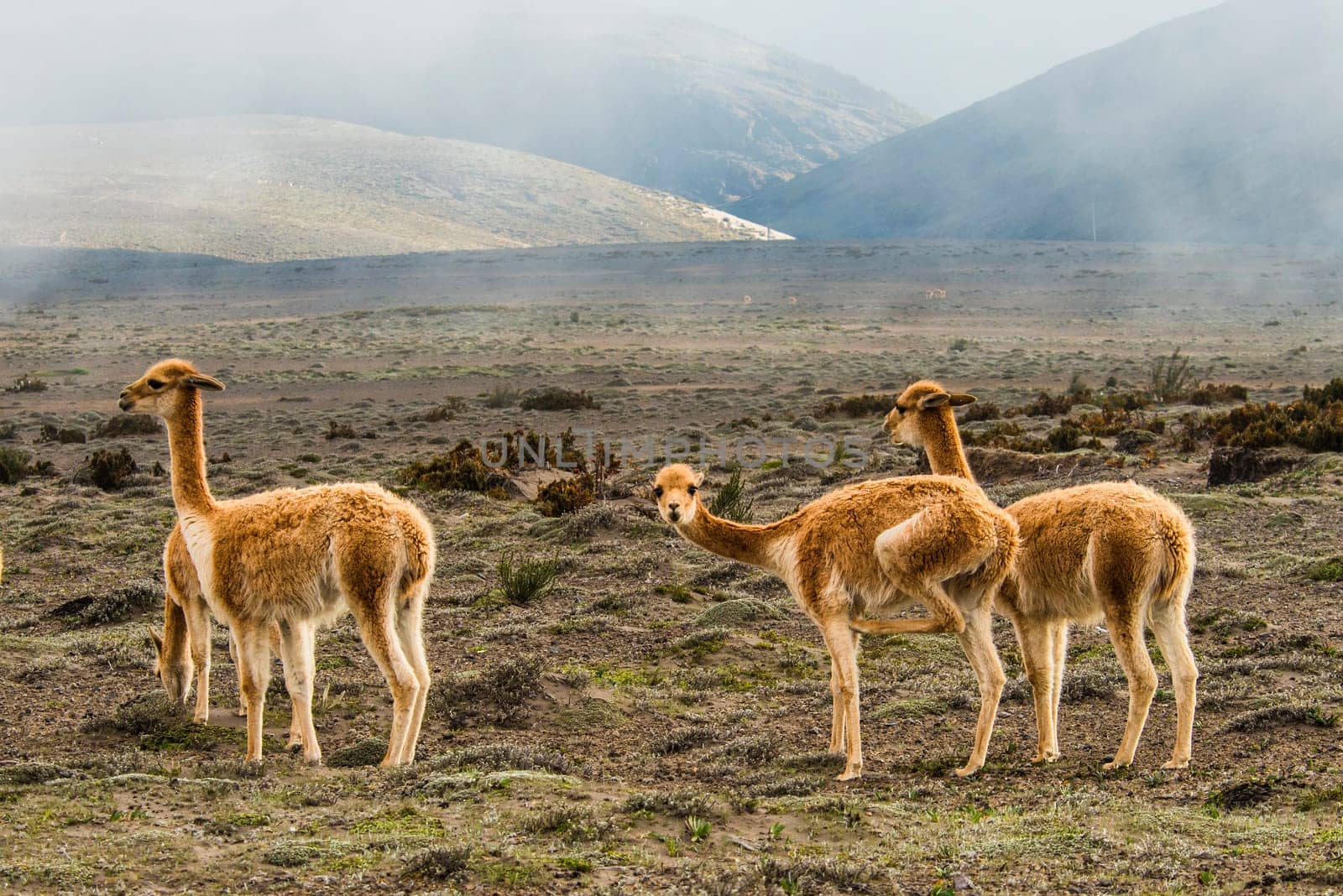 Vicugna is wild South American camelid. Cordillera Occidental, Andes, central Ecuador, near the inactive stratovolcano Chimborazo