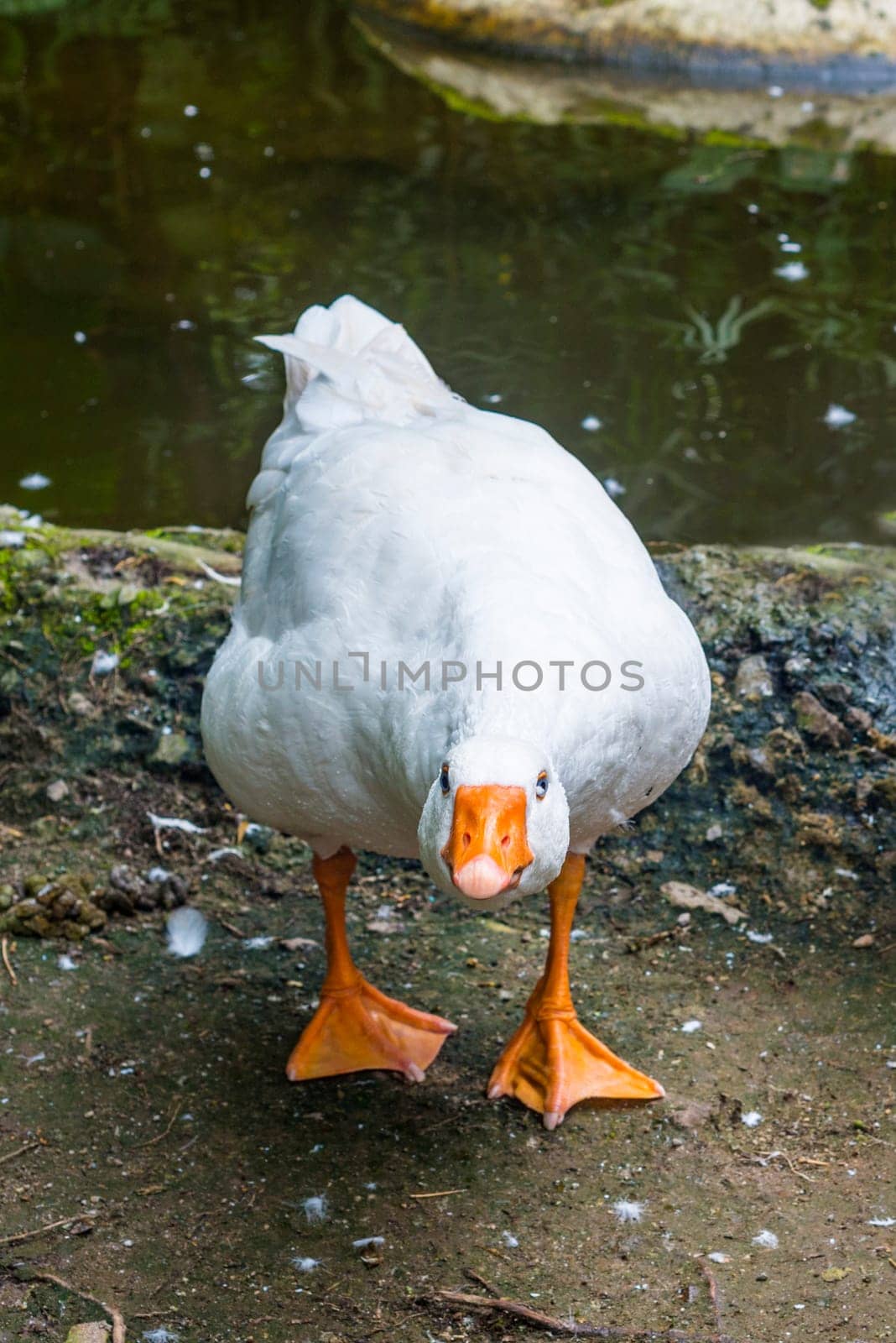 White domestic goose hisses and attacks