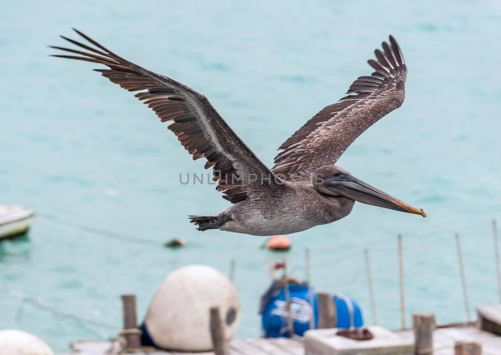 Pelican in flight against blue sky, Galapagos Islands, Ecuador