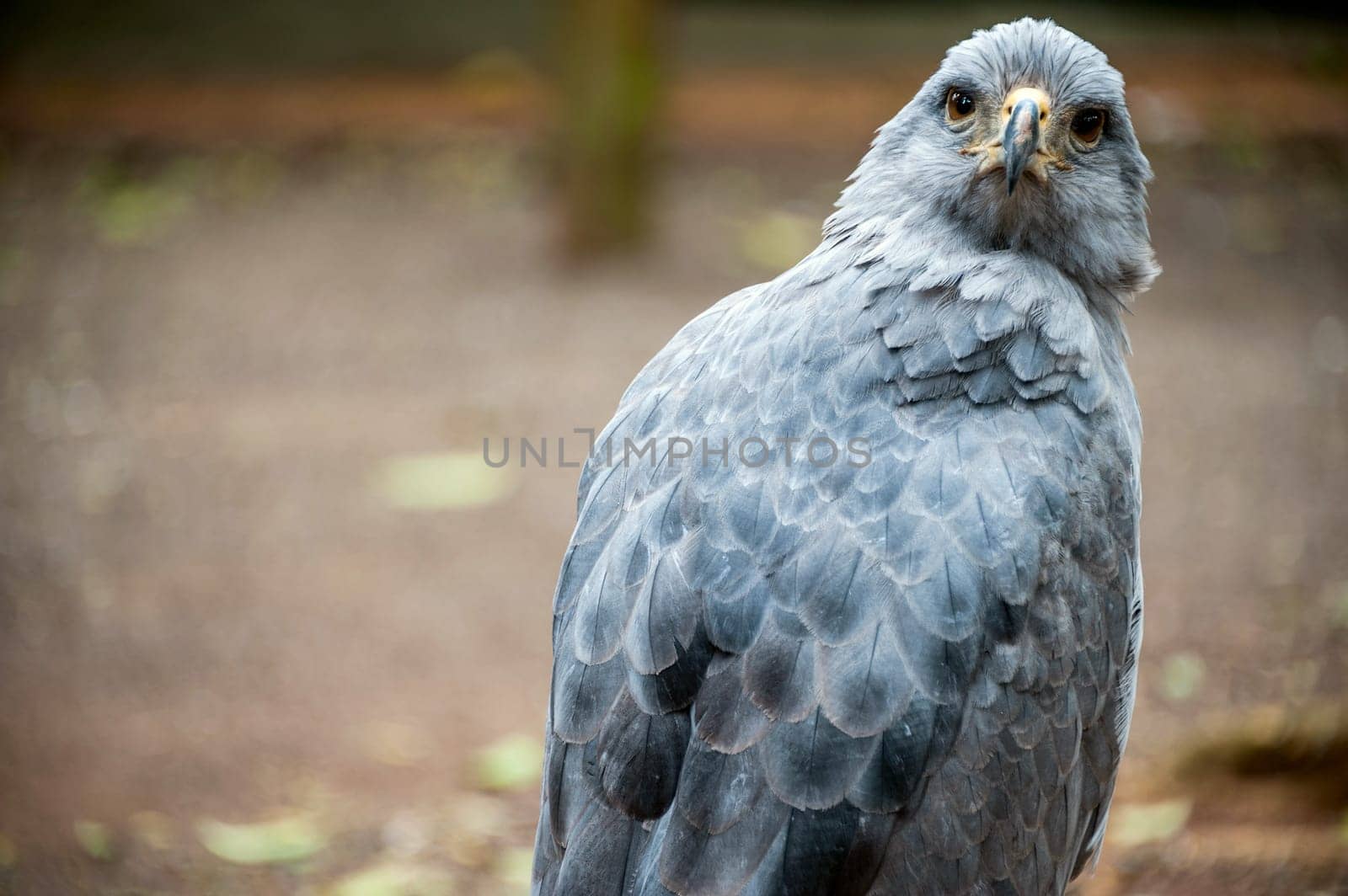 Crowned Solitary Eagle, Guira Oga, Puerto Iguazu, Misiones, Argentina-Brazil, South America .
