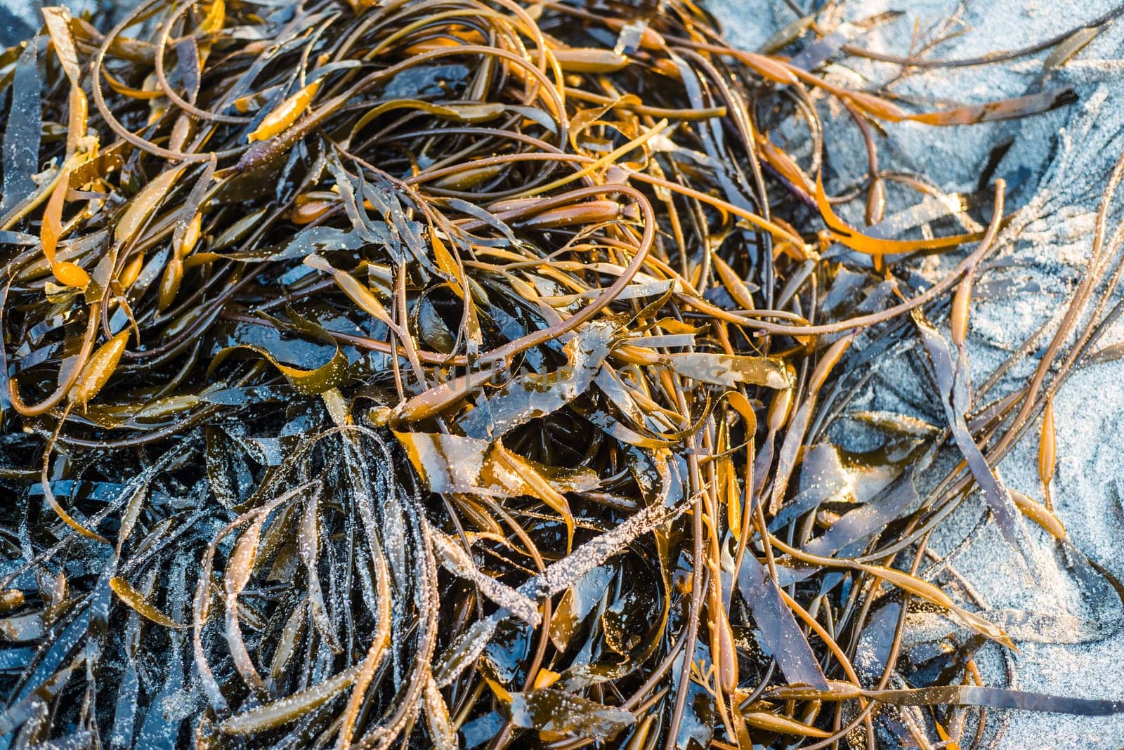 Laminaria (Kelp) Seaweed on sea sand