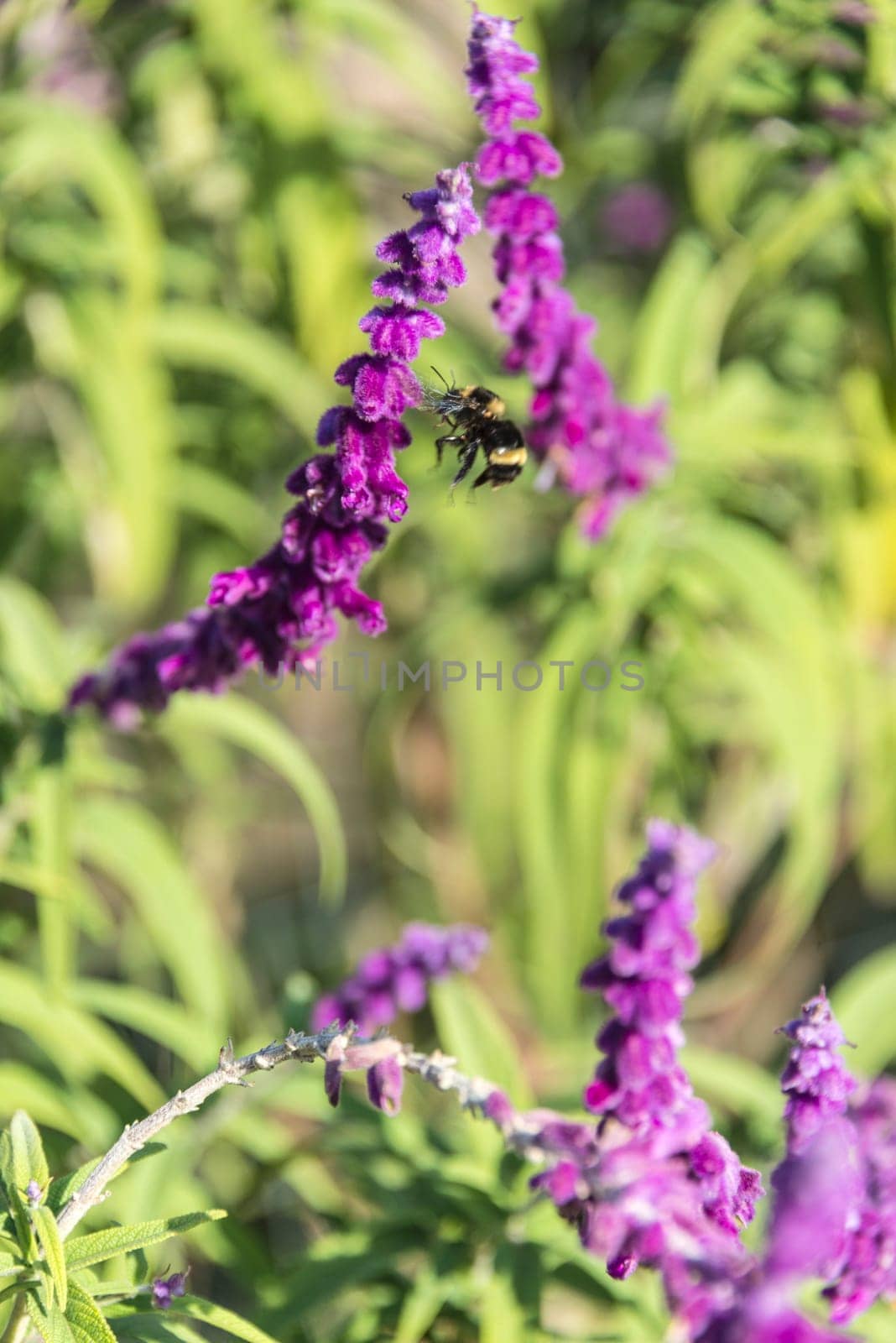 Bumblebee flies over amethyst sage