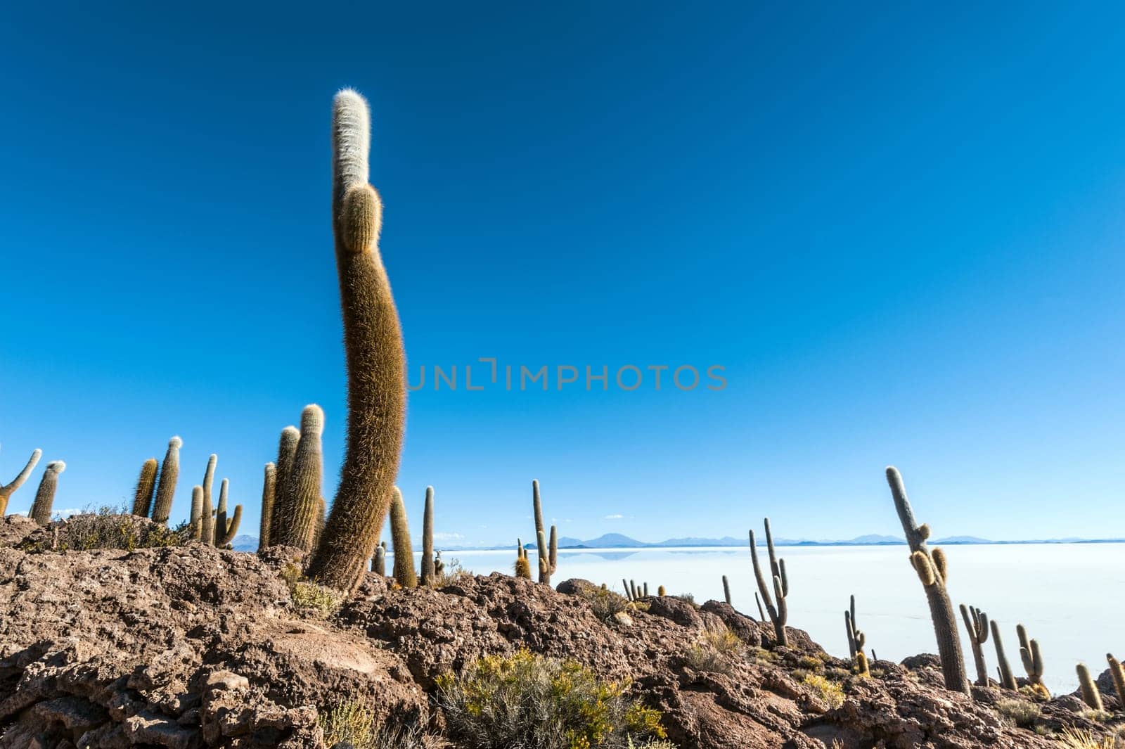 Isla de Pescadores, Salt lake Uyuni in Bolivia