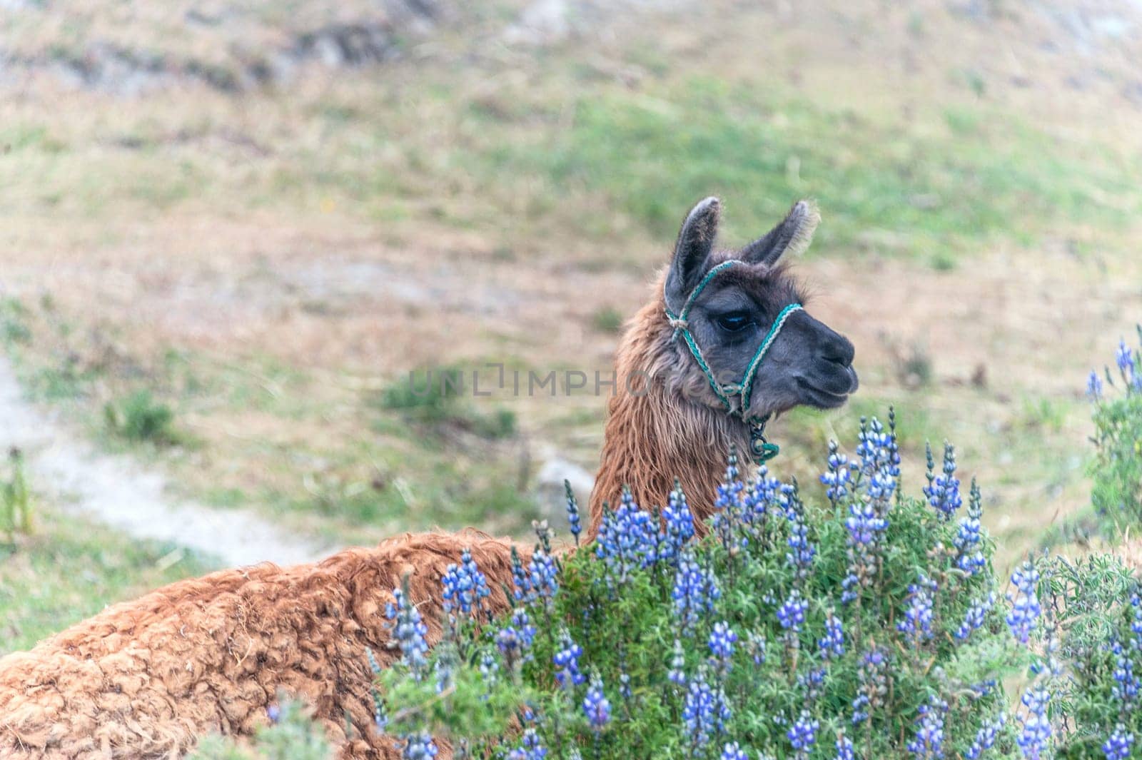 Llama, South American camelid, which live in the high alpine areas of the Andes