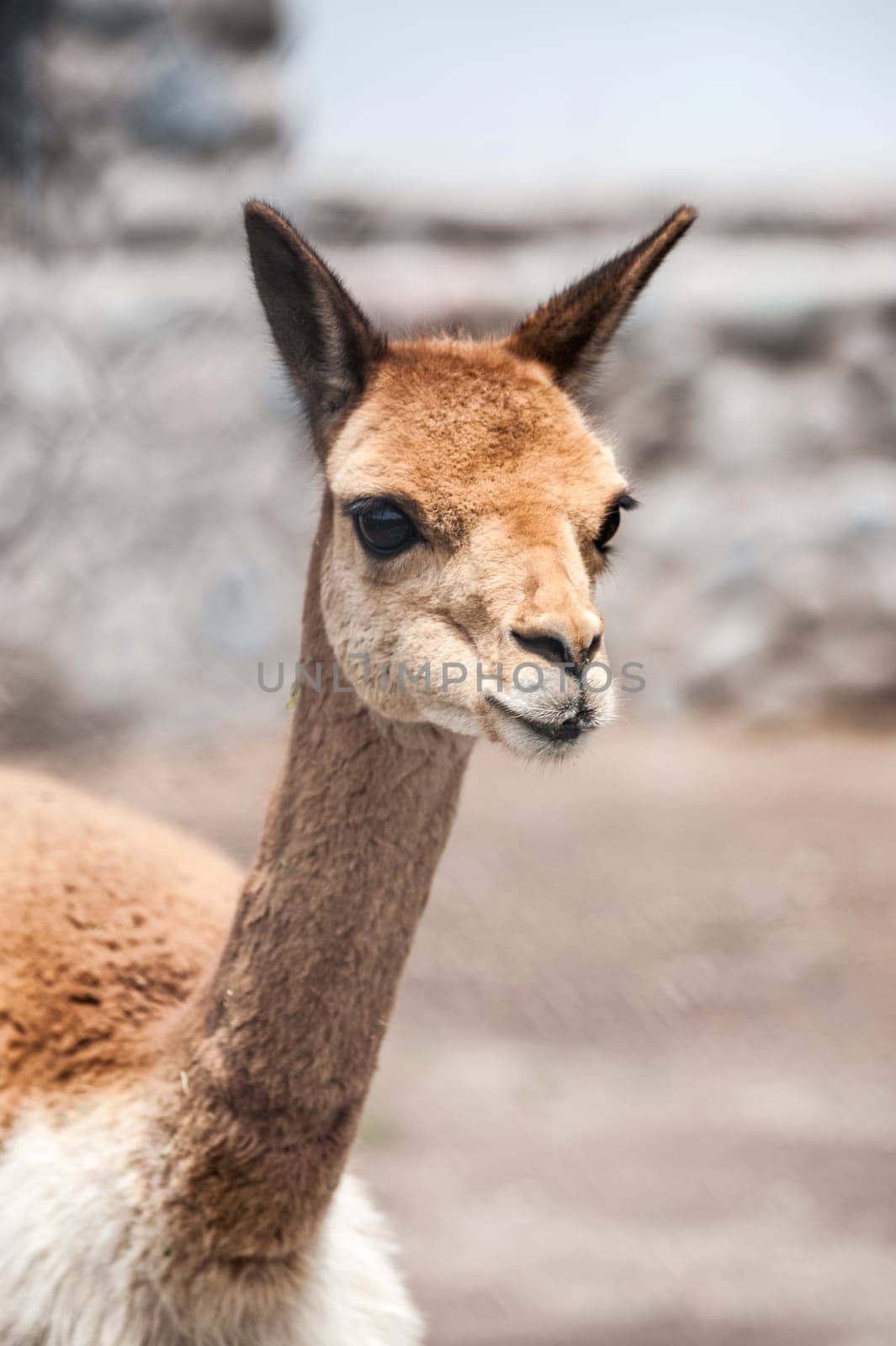 Cheerful adorable Vicugna looking at the camera, Peru. Vicugna is a wild South American camelid, which live in the high alpine areas of the Andes. It is a relative of the llama