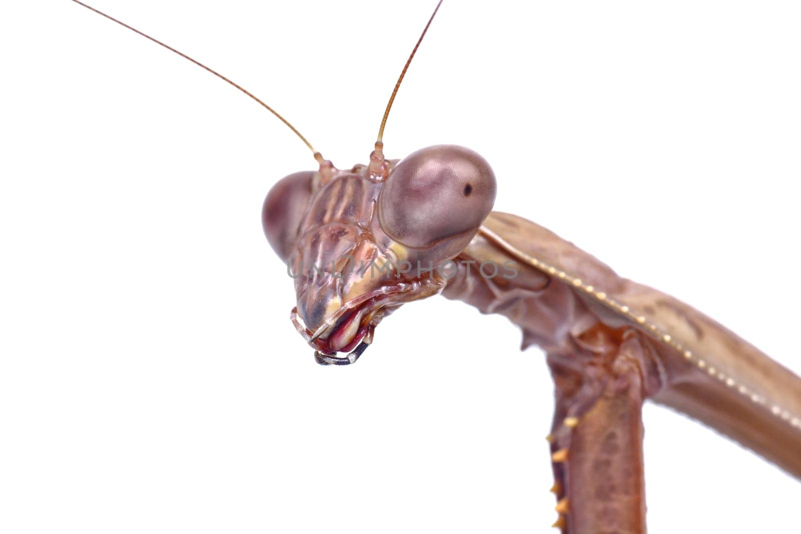 Macro of head of mantis isolated on a white background