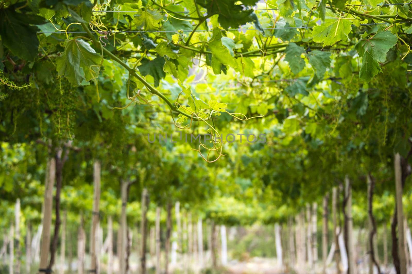 Spring Vineyard when Grapevine flower are transforming into a grape berry. Elqui Valley, Andes part of Atacama Desert in the Coquimbo region, Chile