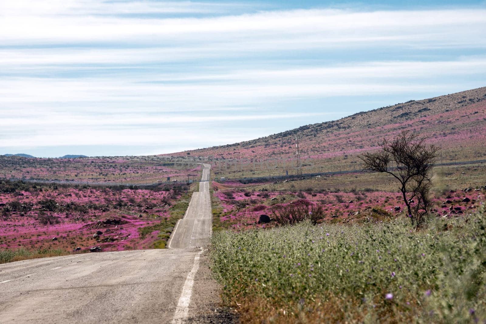 Road through the Flowering desert (Spanish