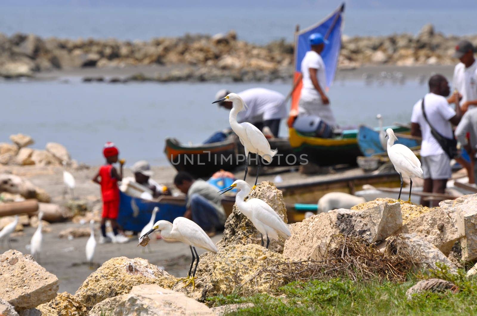Egrets await fishing catch. Cartagena, Colombia