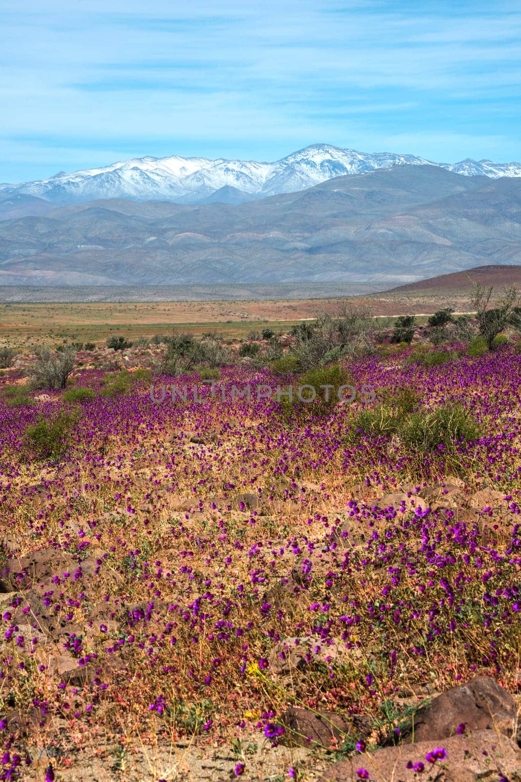 Flowering desert  (Spanish