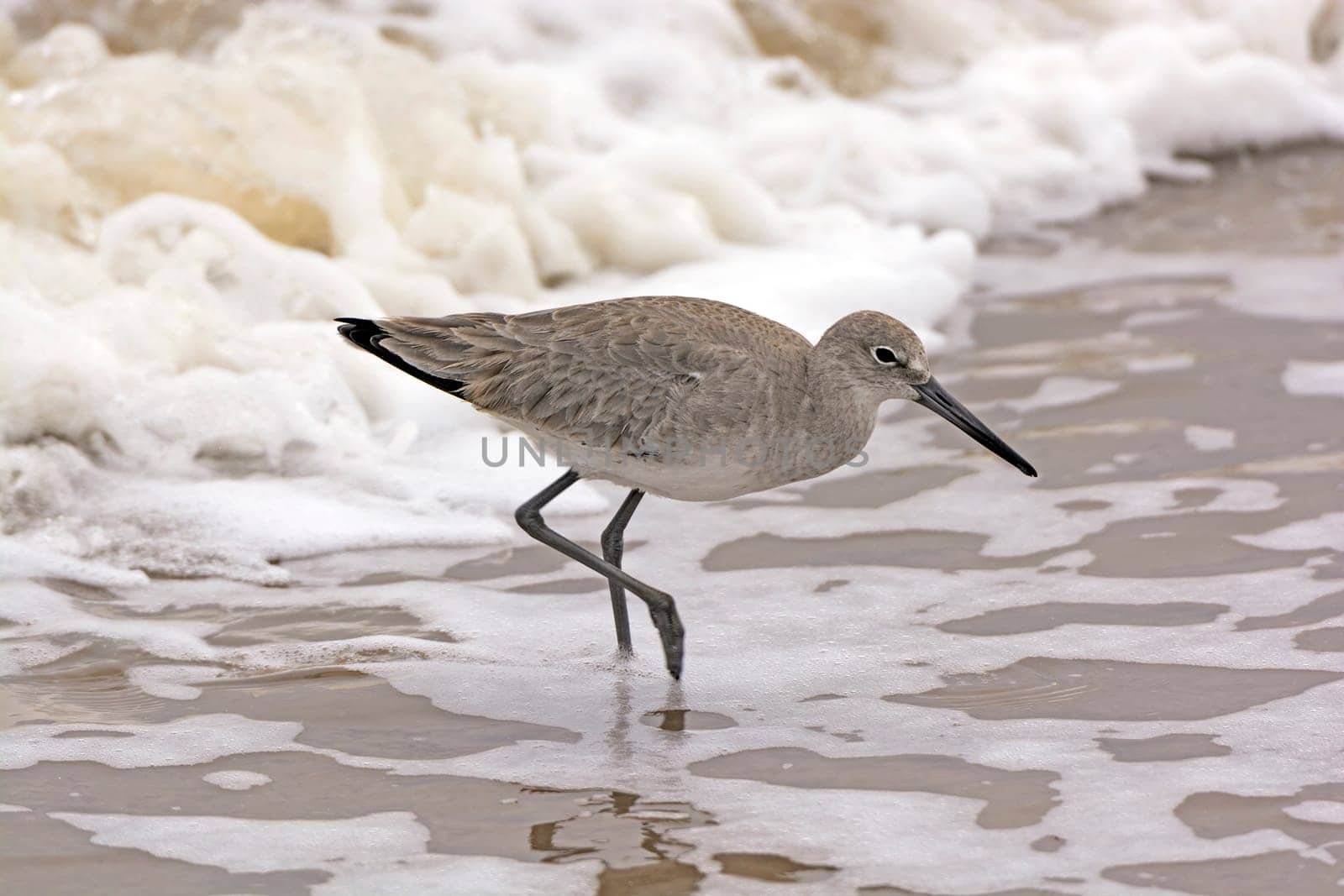 Willet Wandering through the Sea Foam on the Gulf Coast of Texas