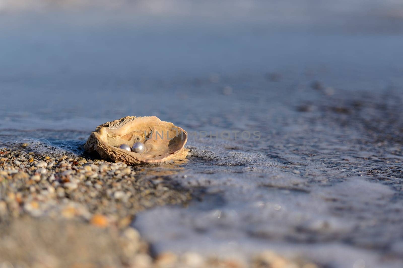 Australian pearls over an old shell on the beach washed by the waves of the sea.