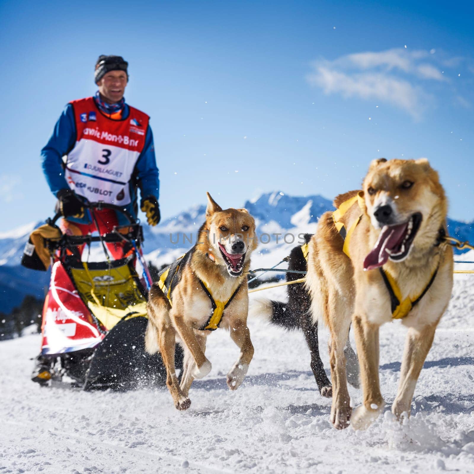 SARDIERES VANOISE, FRANCE - JANUARY 20 2016 - the GRANDE ODYSSEE the hardest mushers race in savoie Mont-Blanc, Daniel JUILLAGUET, sweeden musher, Vanoise, Alps