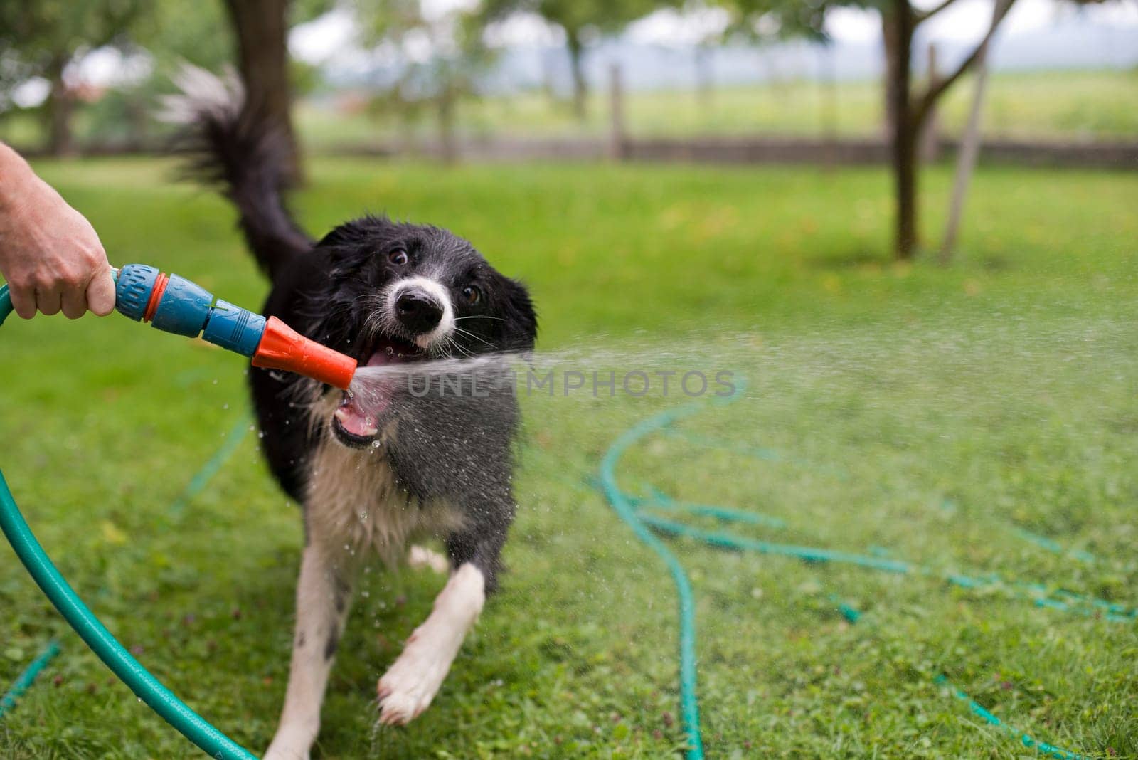 A dog playing with water from a garden hose.