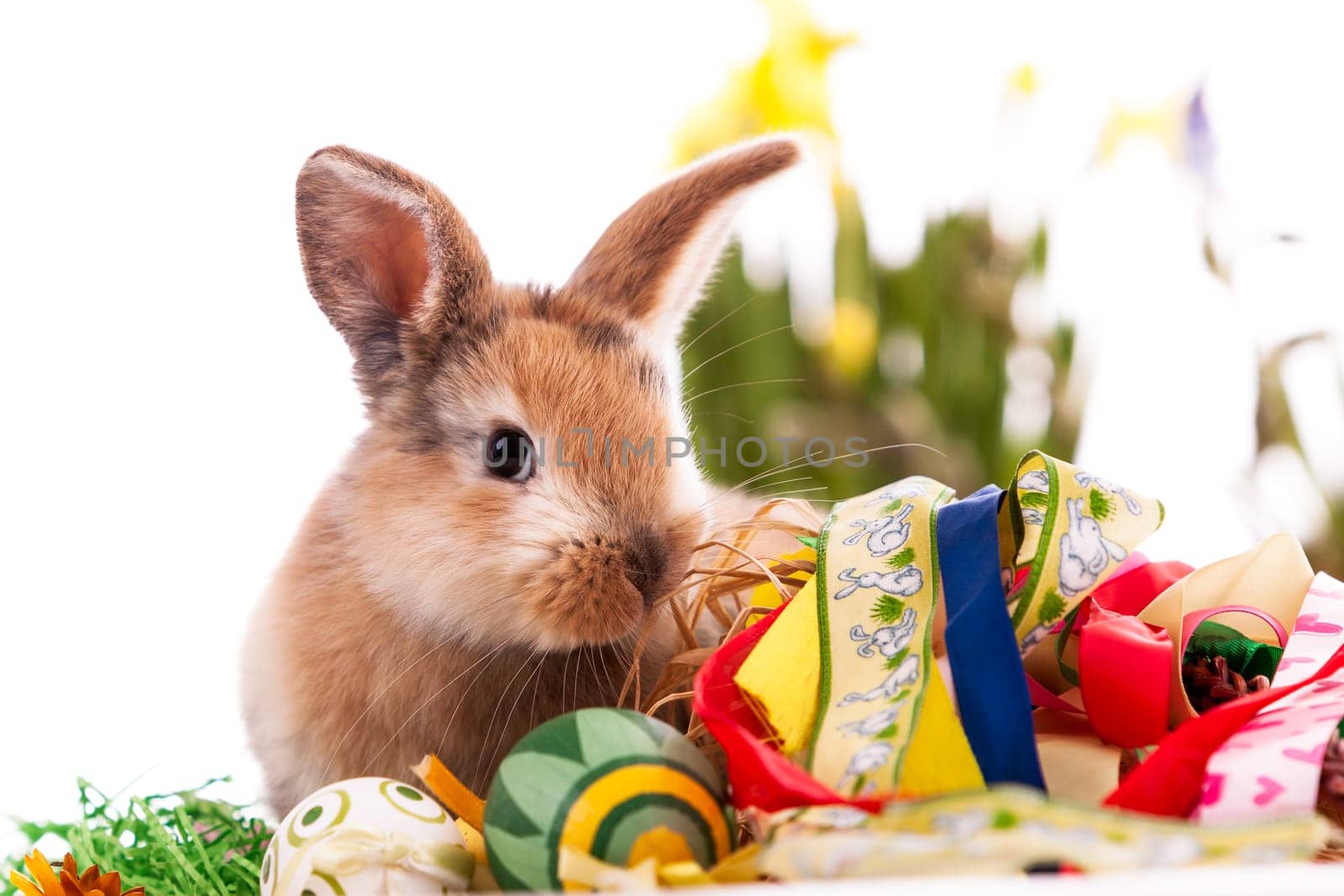 Colorful rabbit with Easter eggs on white background