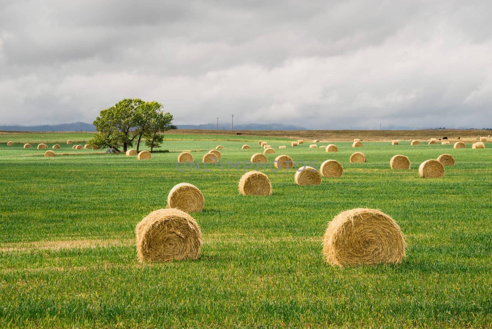 Landscape of hay bales in green grass with a a tree in the distance.