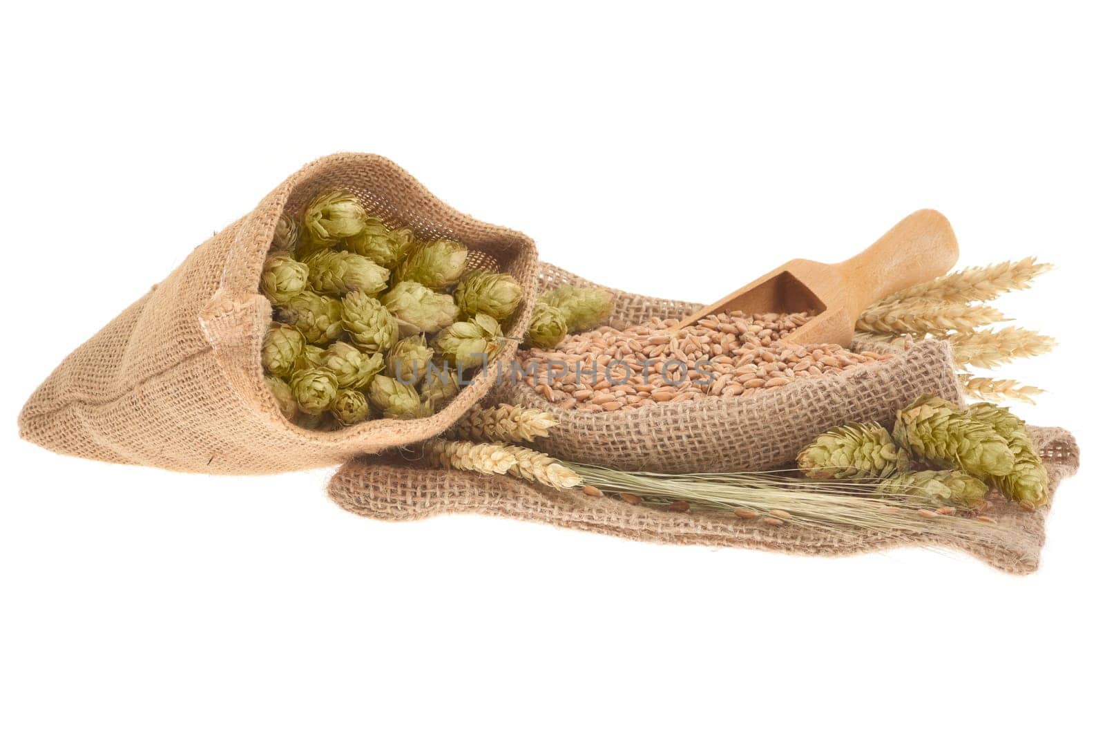 Beer ingredients – wheat,barley,hops and malt isolated on white