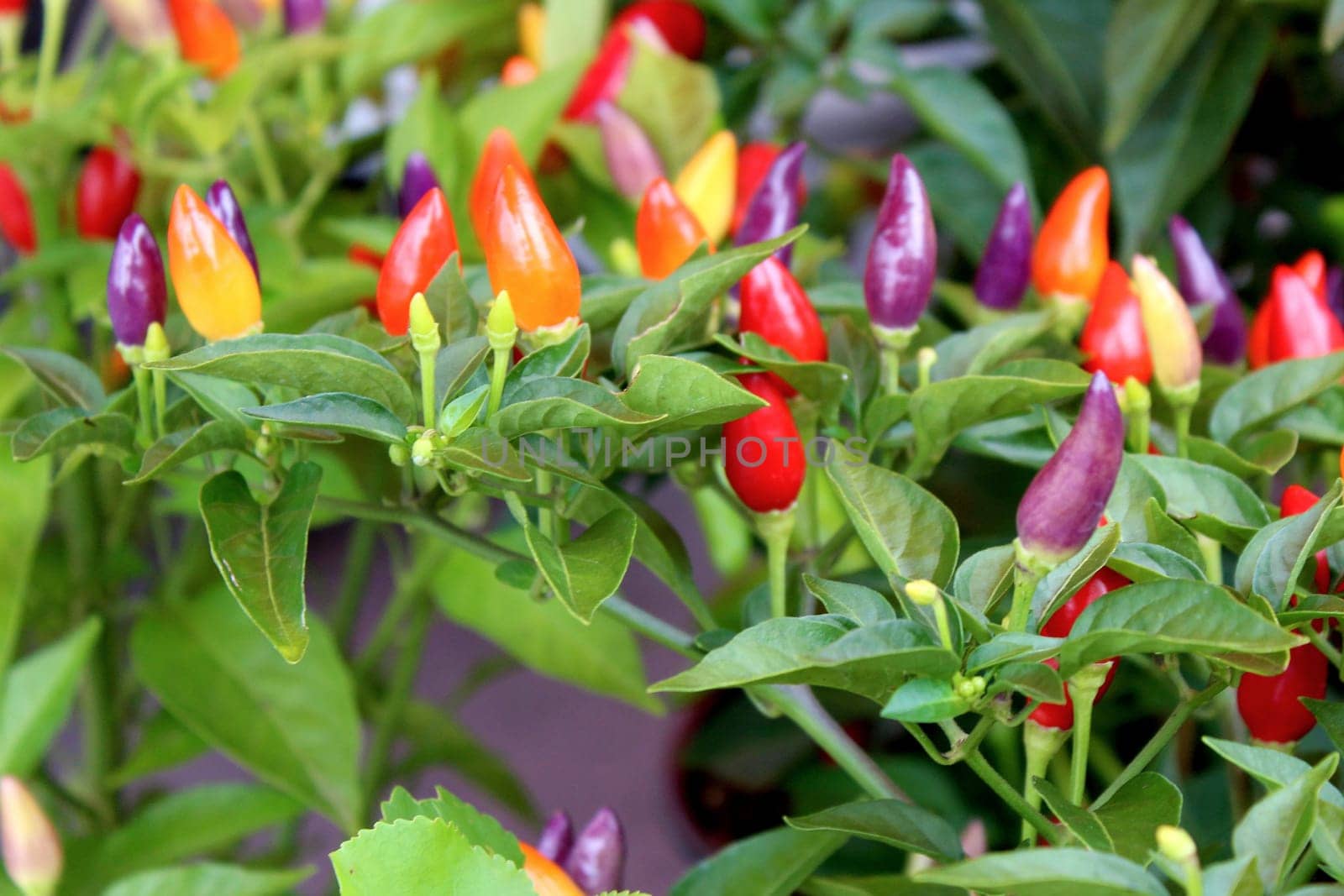 Fresh organic pepper background, photo taken at local farmers market, in New York City.