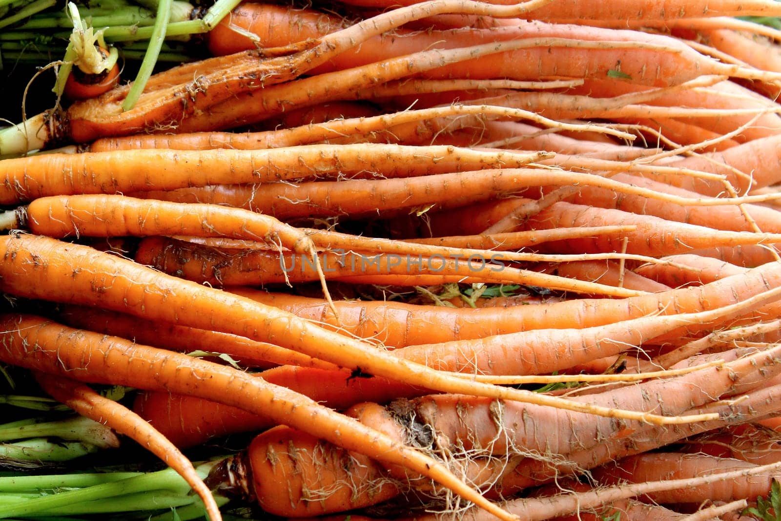 Fresh organic yellow carrots background, photo taken at local farmers market, in New York City