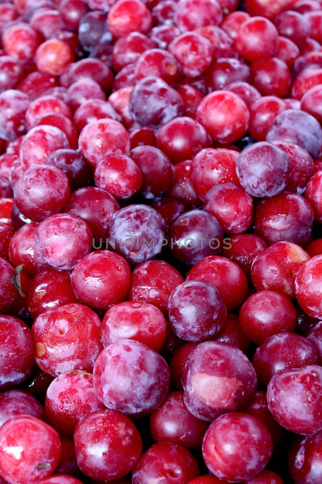 Fresh organic plum fruit background, photo taken at local farmers market, in New York City