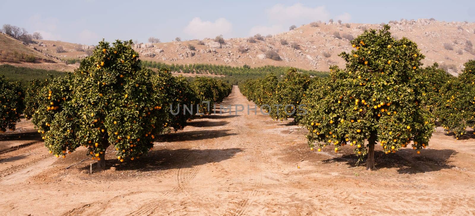 Good sun is one of the keys to a productive orange grove