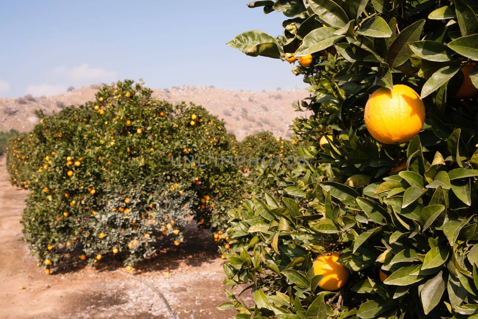Good sun is one of the keys to a productive orange grove
