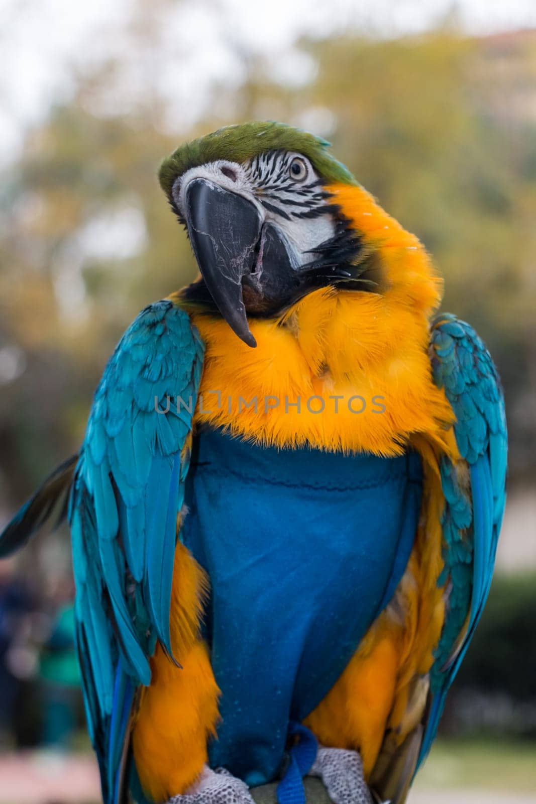 Parrot