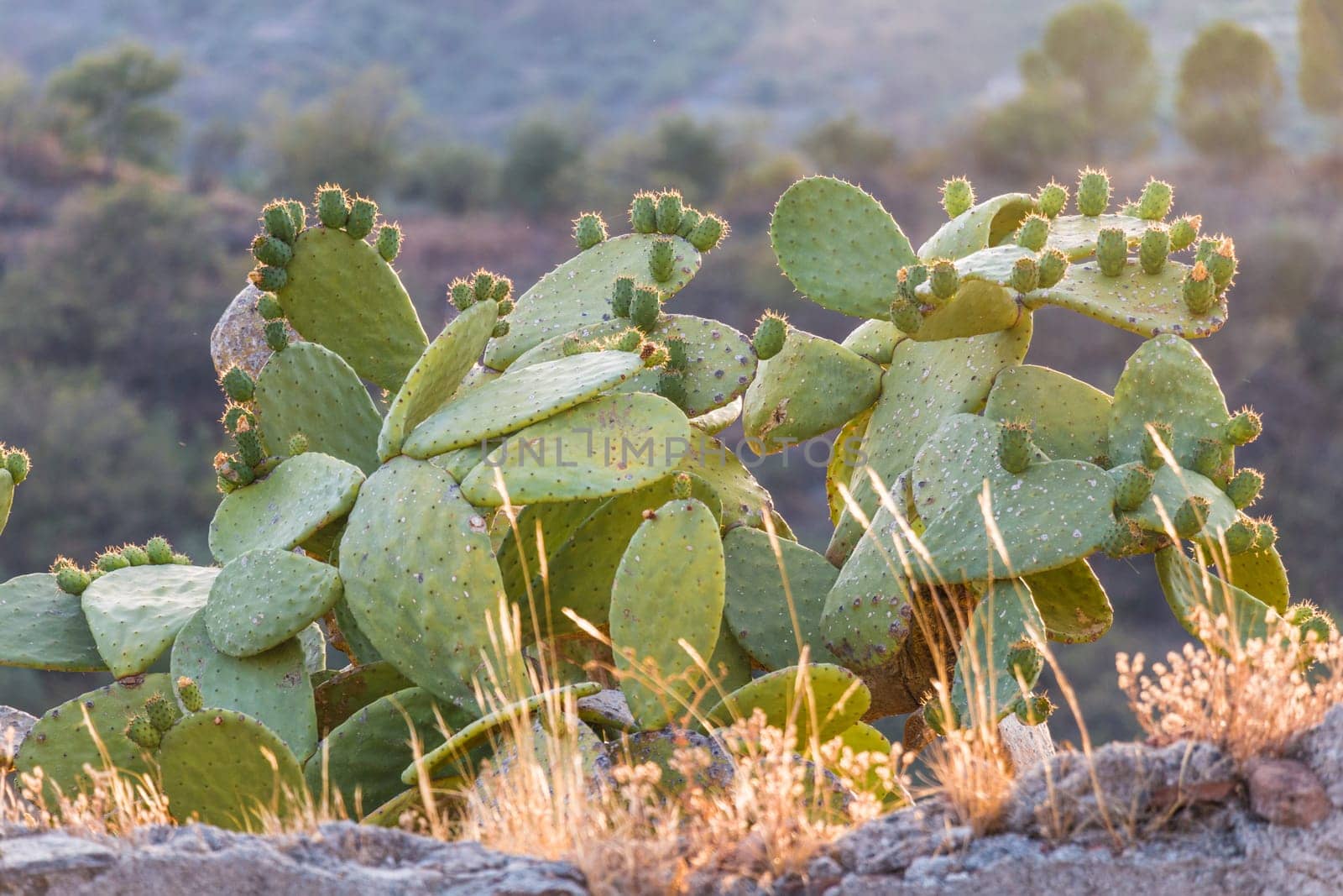 Prickly Pear on a green plants with thorns